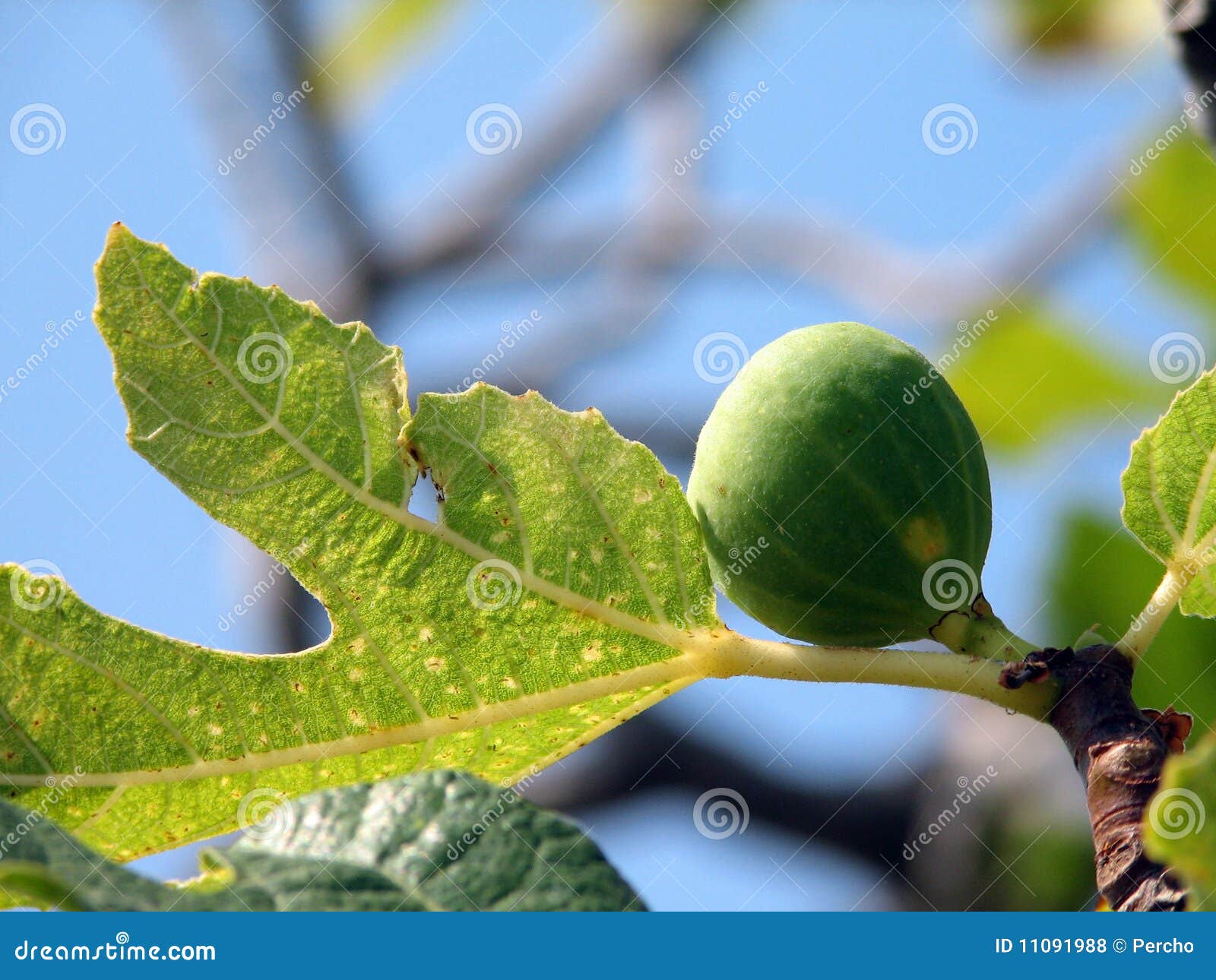 Il fico comune (Ficus carica) è un grande, arbusto deciduo o un piccolo treenative a sud-ovest Asia ed alla regione mediterranea orientale (dall'Afghanistan in Grecia). Diventa un'altezza 6.9â10 dei tester (23â33 ft) alti, con la corteccia grigia liscia. I fogli sono lungamente 12â25 centimetri (4.7â9.8 dentro) e 10â18 centimetri (3.9â7.1 dentro) attraverso e deeplylobed con tre o cinque lobi. La frutta è lungamente 3â5 centimetri (1.2â2.0 dentro), con una pelle verde, a volte maturando verso la porpora o il colore marrone. La linfa delle parti verdi del fico è un irritante a pelle umana