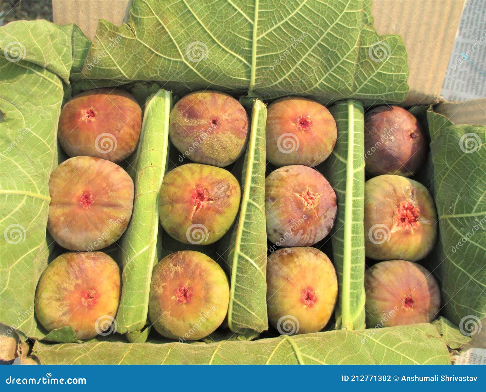 Ficus Carica Also Known As the Common Fig or Anjeer Fruit for Multipurpose Use Stock Photo