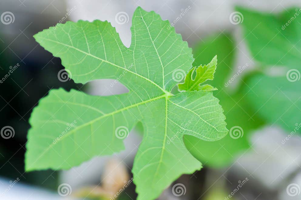 Ficus Carica Fig Or Common Fig Plant Or Fig Leaf Stock Image Image ficus-carica-fig-or-common-fig-plant-or-fig-leaf-stock-image-image