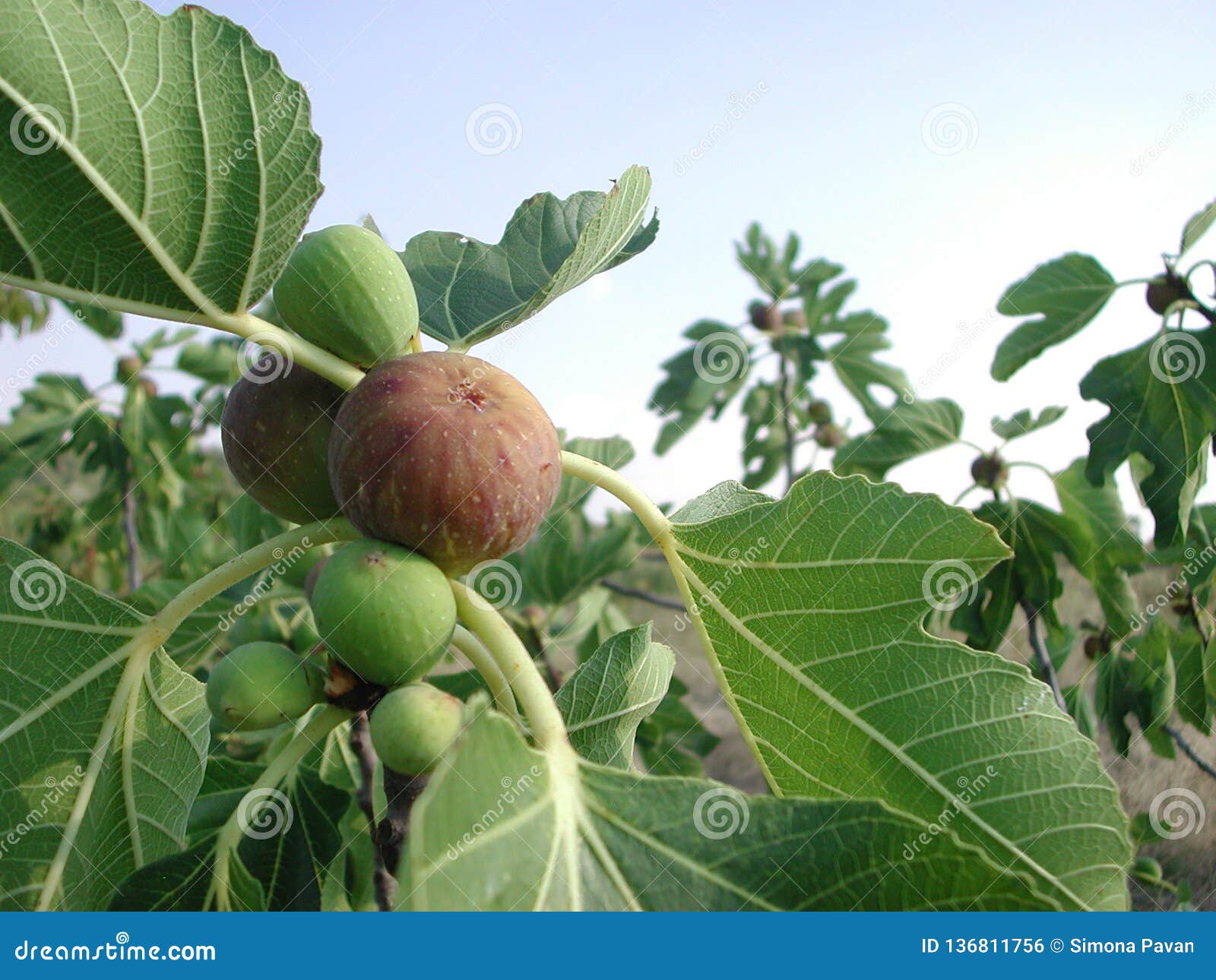 ficus carica branch with figs