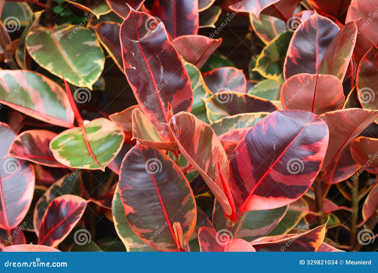 ficus elastica ruby is an attractive, rose-tinted variety of the ficus elastica.