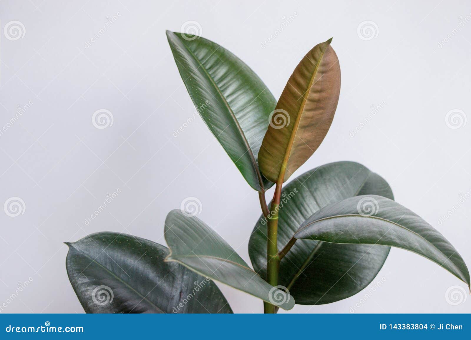ficus elastica tree with white background