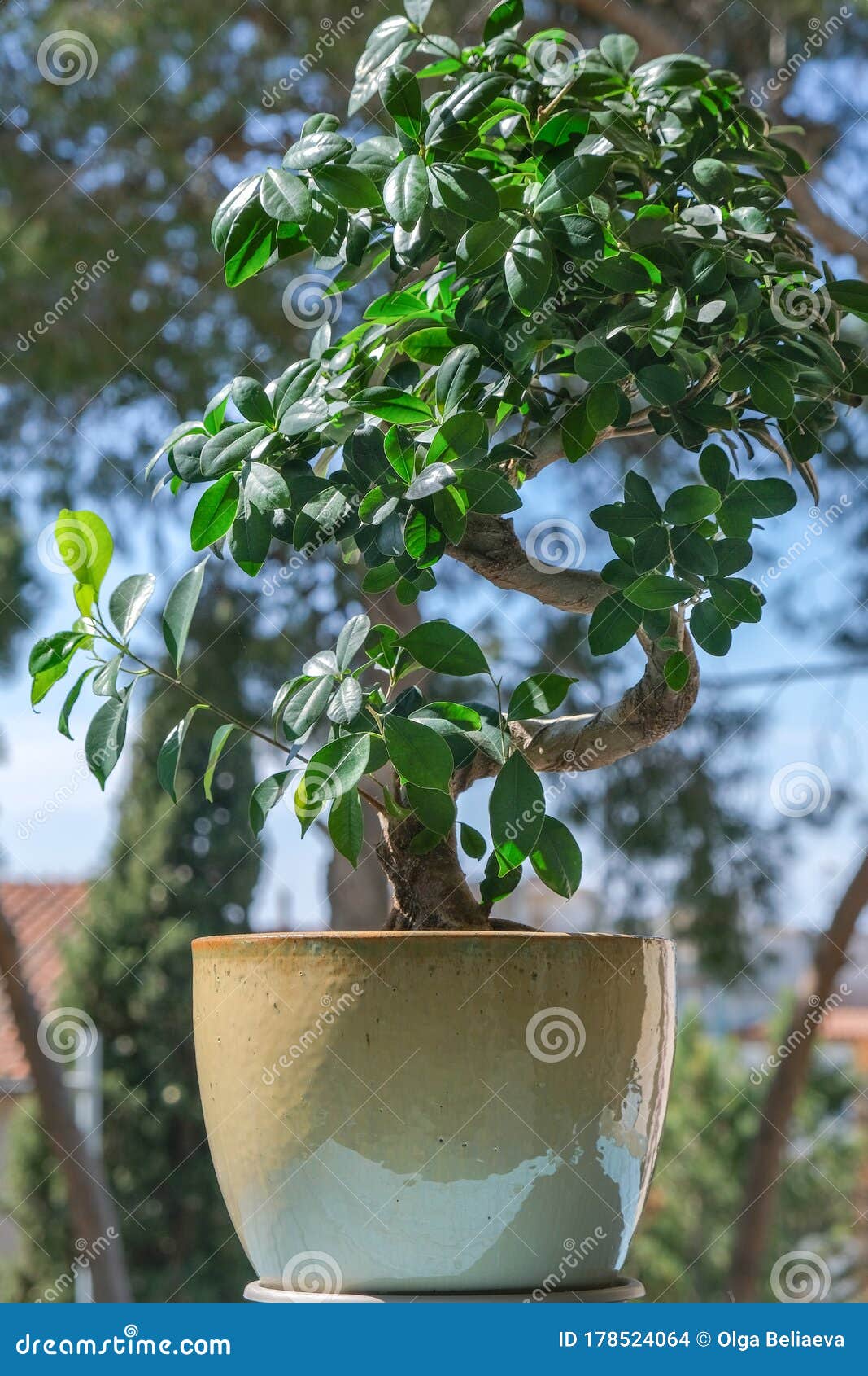 Ficus Ginseng Bonsai Tree in a Pot on the Sun on Blurred ...