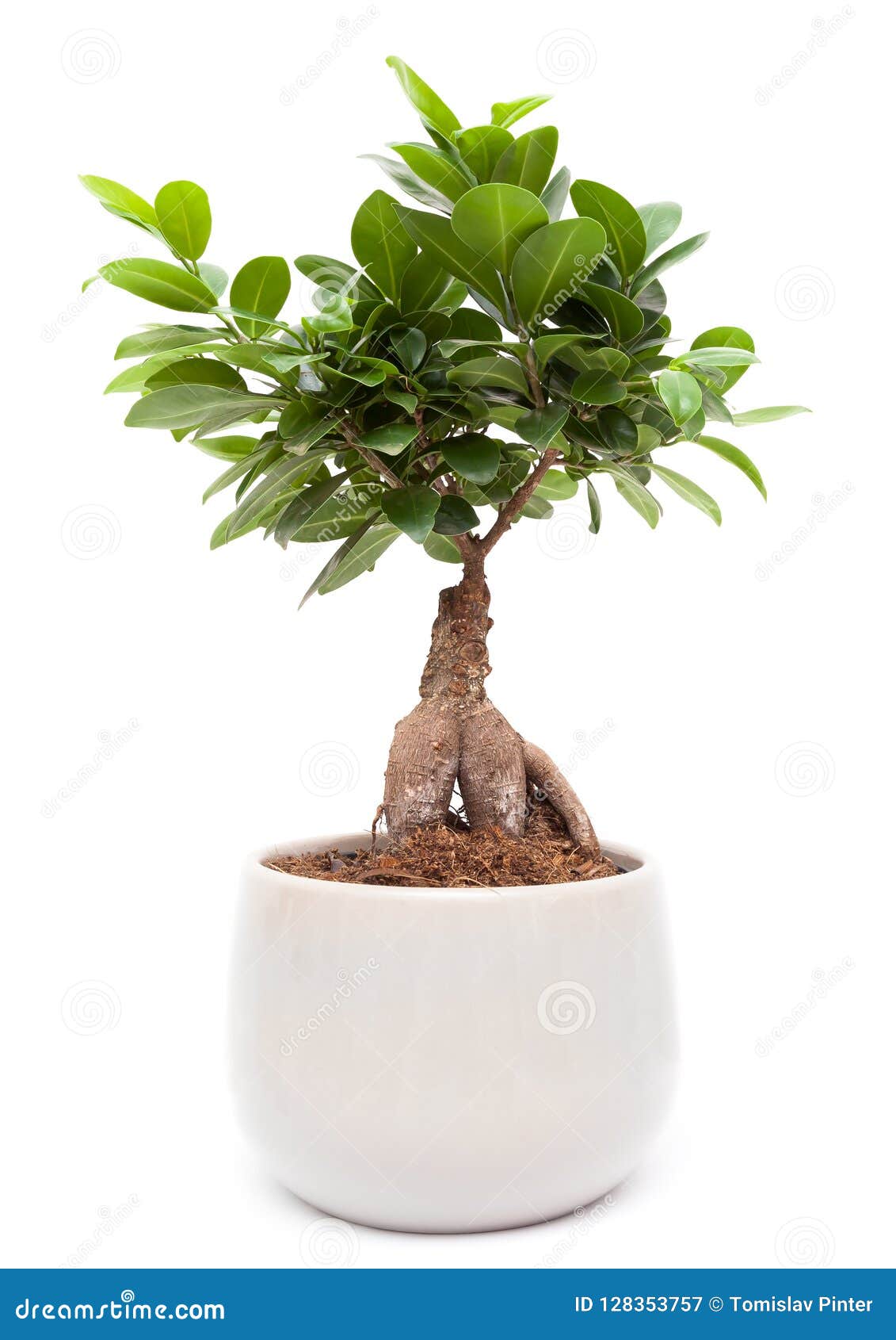 Ficus Ginseng Bonsai Tree Stock Image Image of isolated, plant