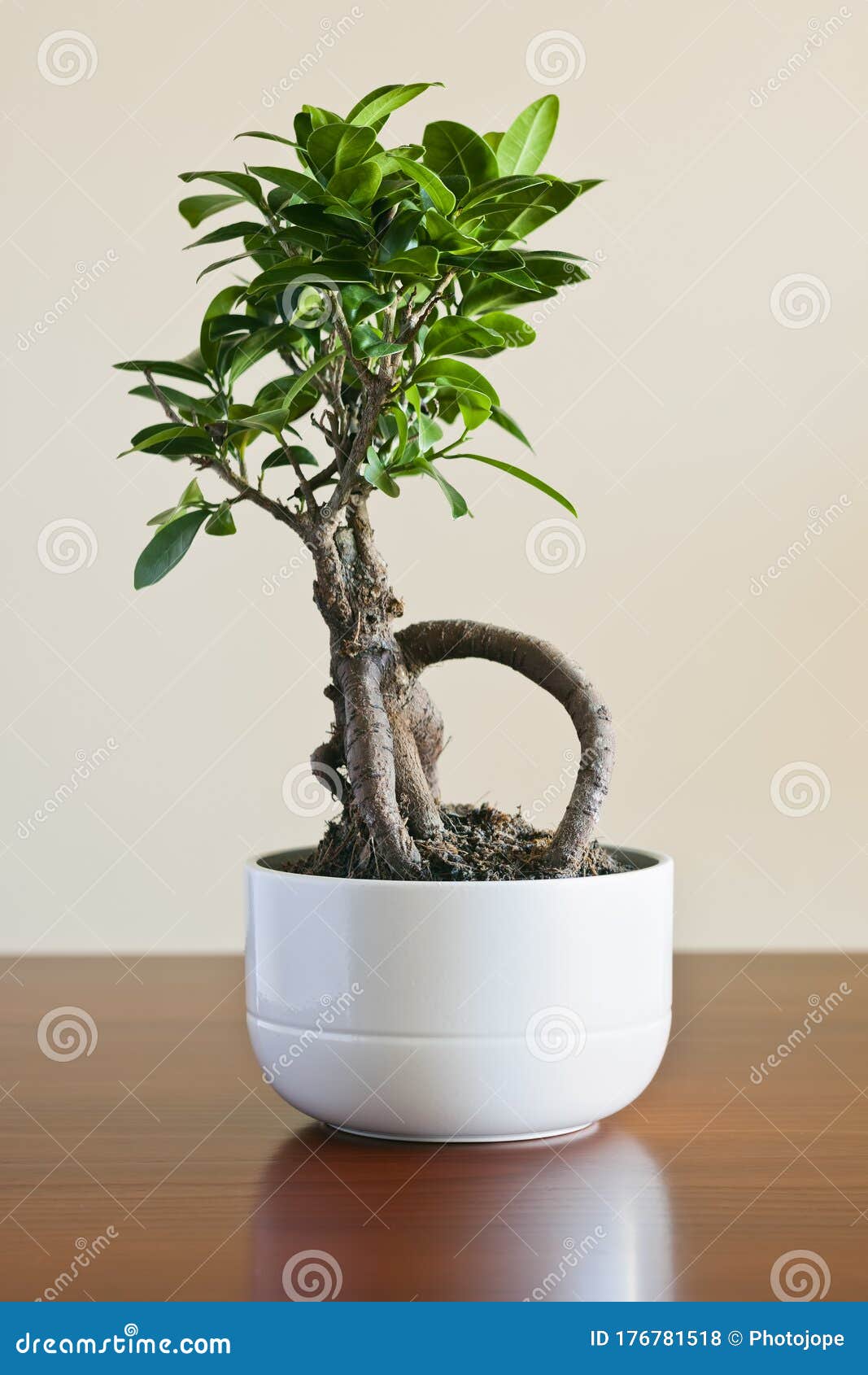 Ficus Ginseng Bonsai on White Plantpot. Ficus Retusa Stock Photo ...