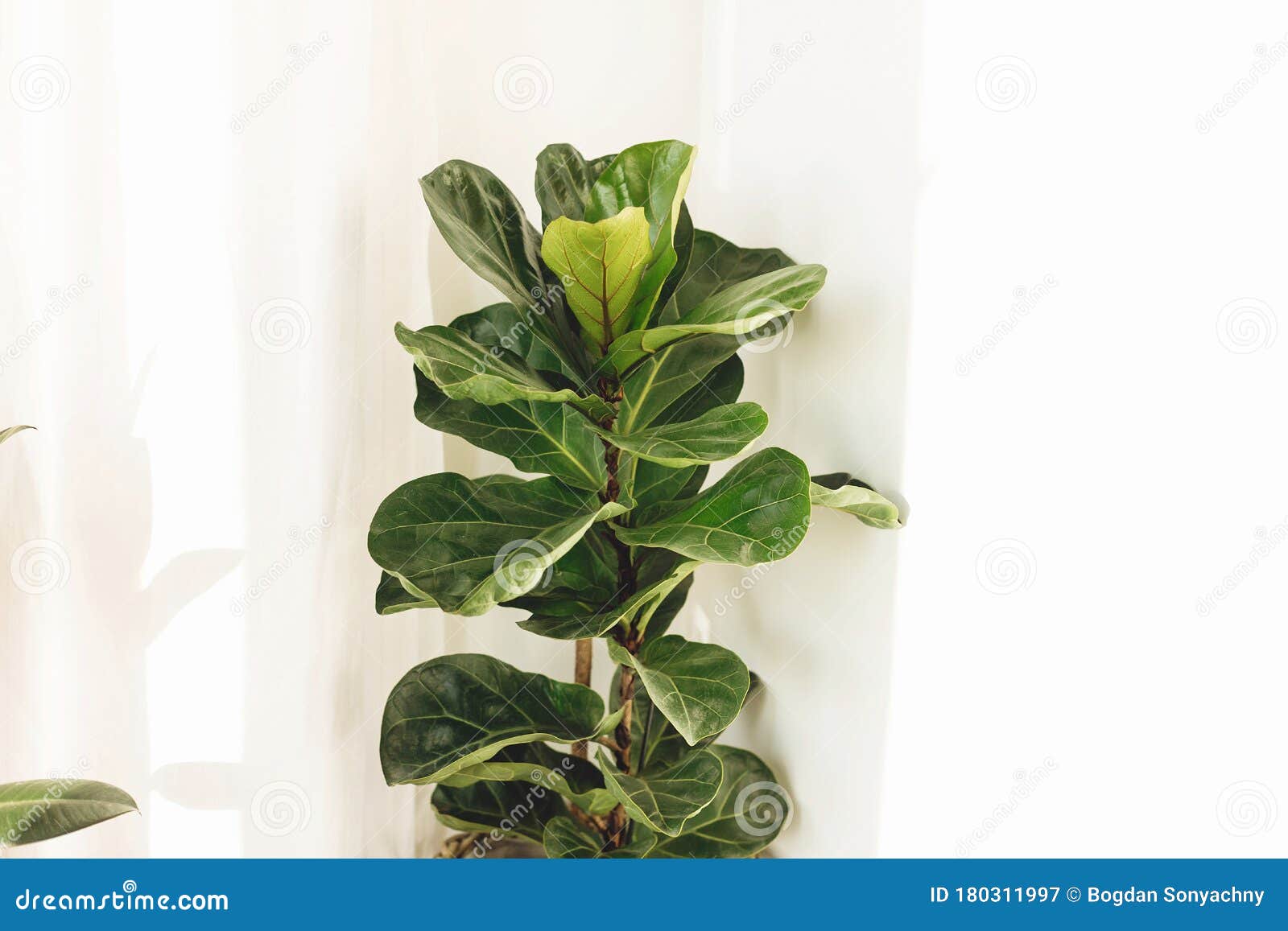 ficus lyrata. beautiful fiddle leaf tree leaves on white background. fresh new green leaves growing from fig tree. houseplant.