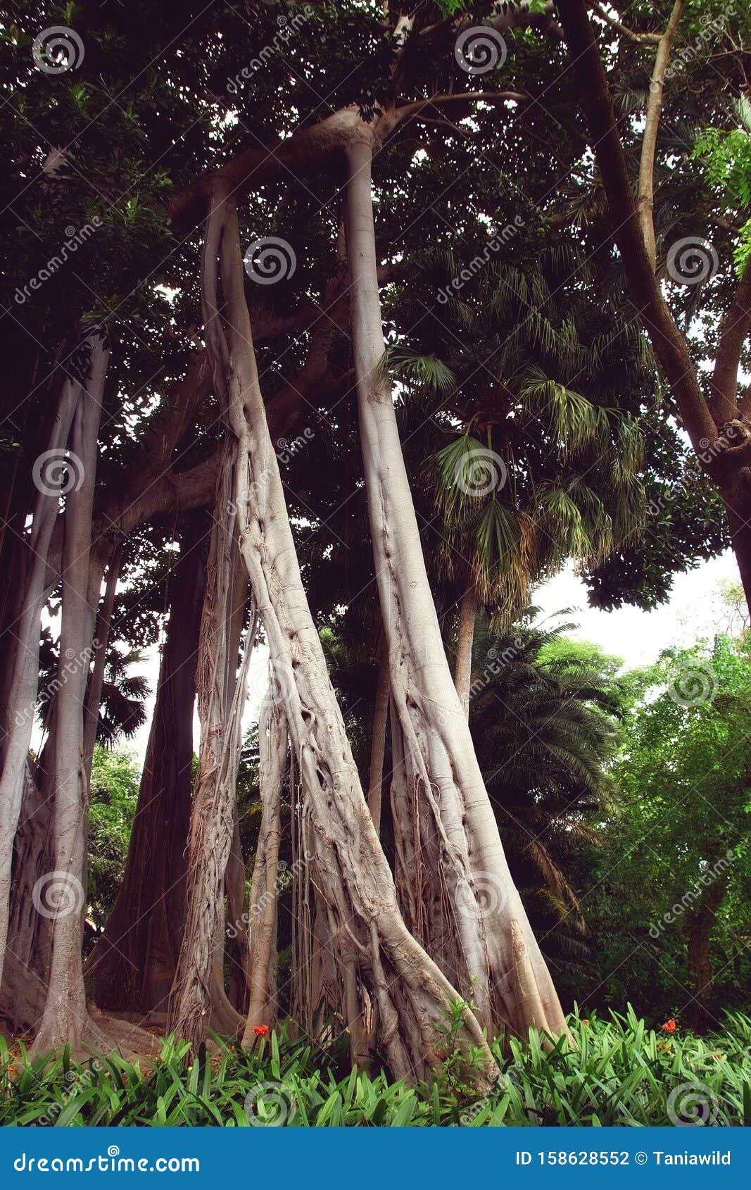 ficus macrophylla f. columnaris, la estrategia del gigante, giant trees growing in tropical parc