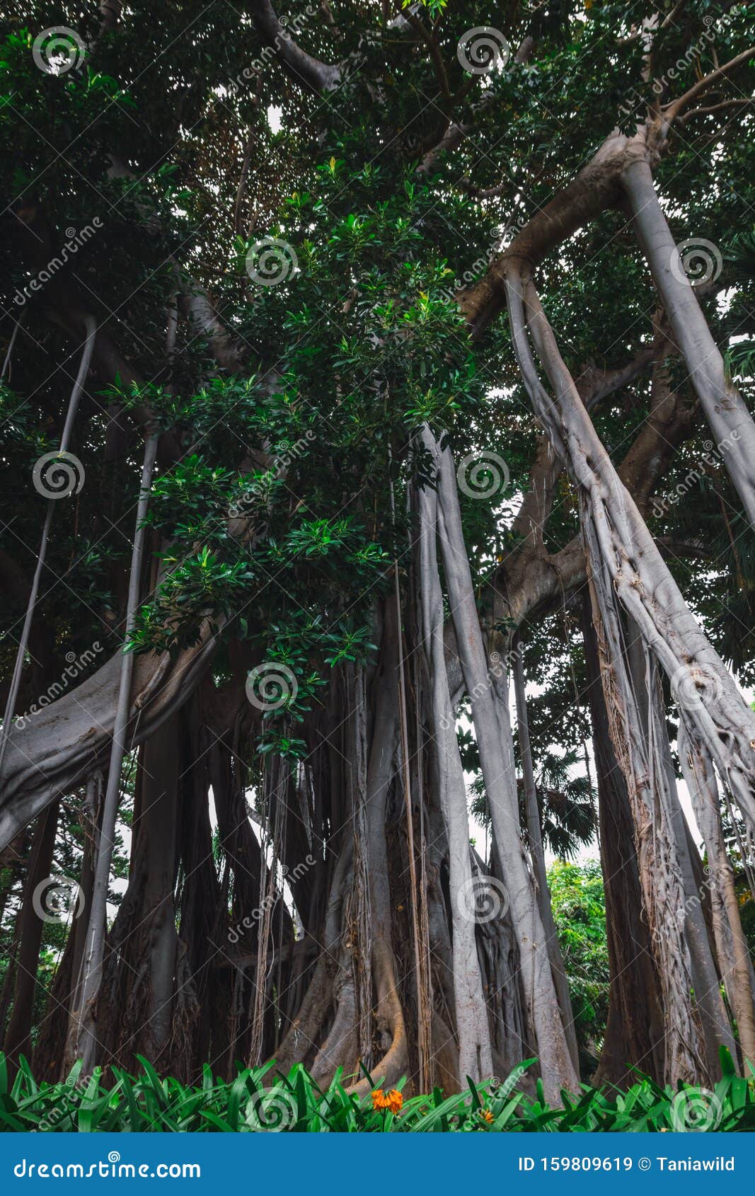 ficus macrophylla f. columnaris, la estrategia del gigante, giant trees growing in tropical parc