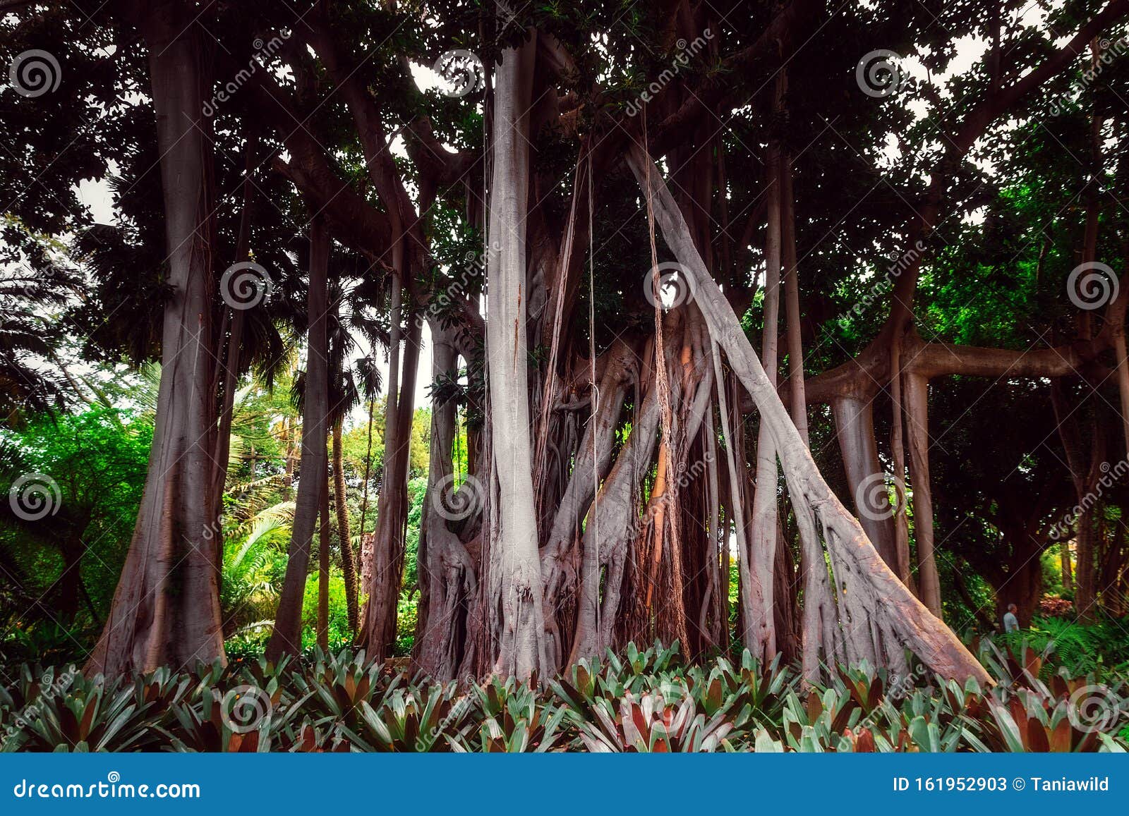 ficus macrophylla f. columnaris, la estrategia del gigante, giant trees growing in tropical parc