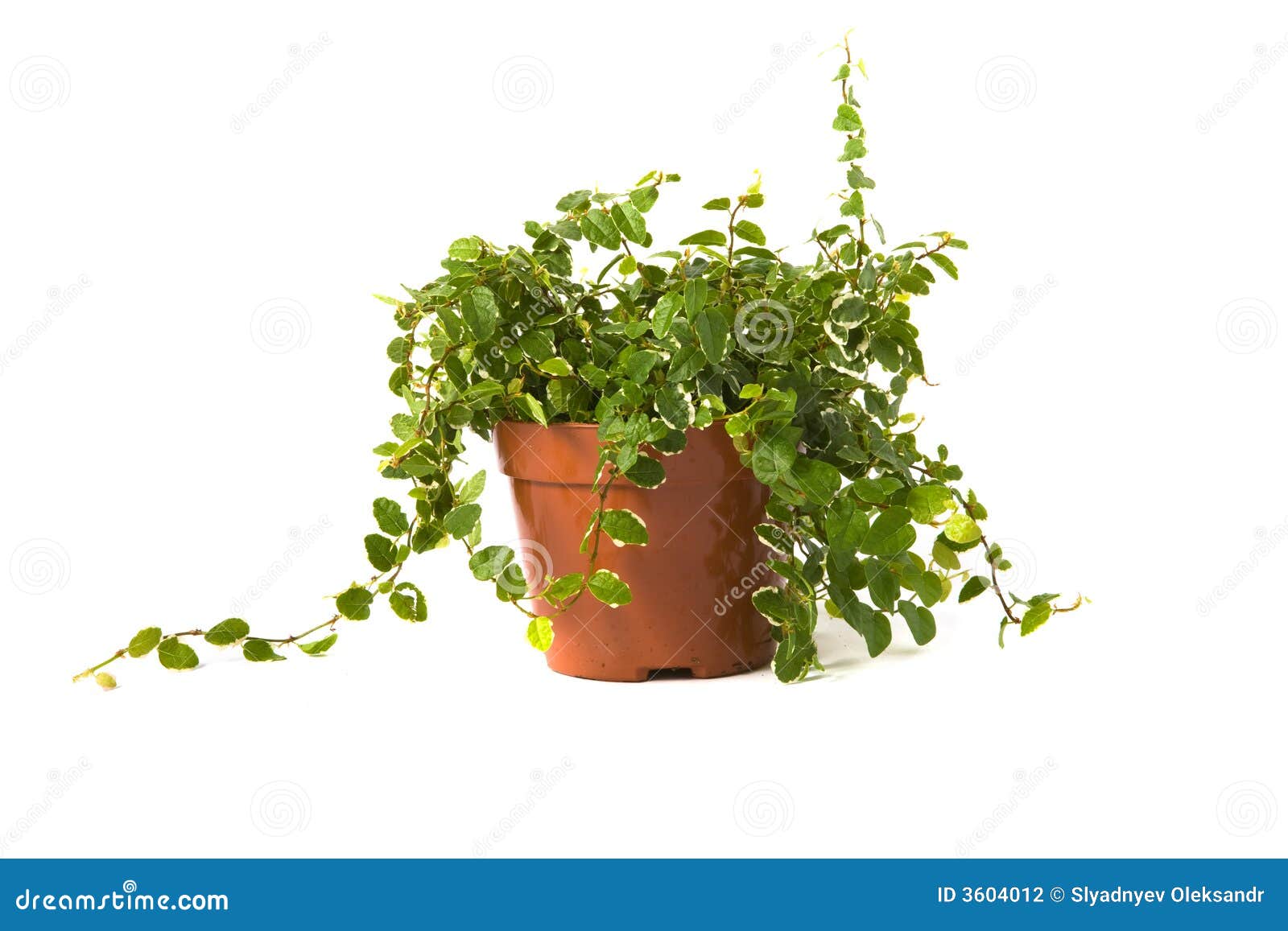 Ficus pumila sonnig stockfoto Bild von auslegung blatt 