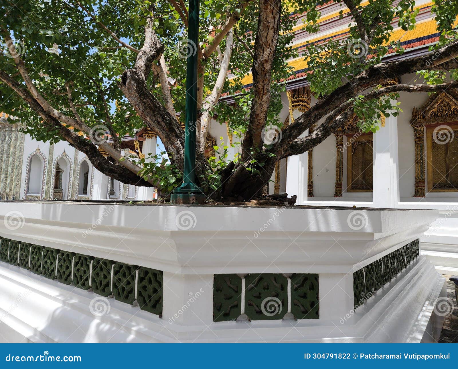 Ficus Religiosa is a Large Deciduous Tree. Branches Form Straight