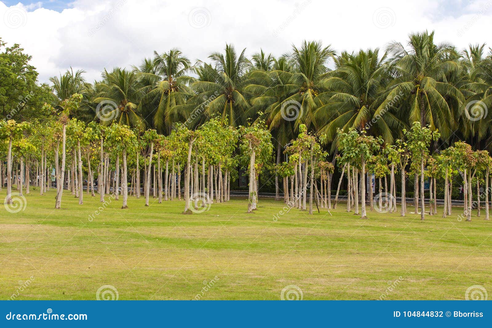 ficus religiosa or sacred fig woods in sanya cith