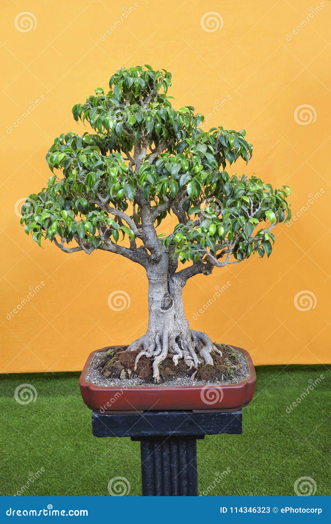 Bonsai Ficus : Ginseng, Retusa, Benjamina