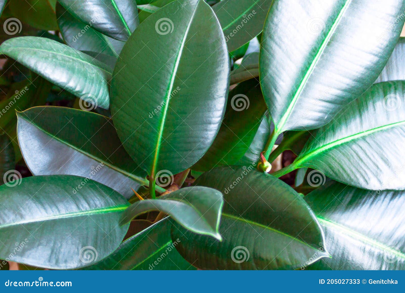 ficus robusta elastica rubber fig, indian rubber houseplant green leaves abstract background