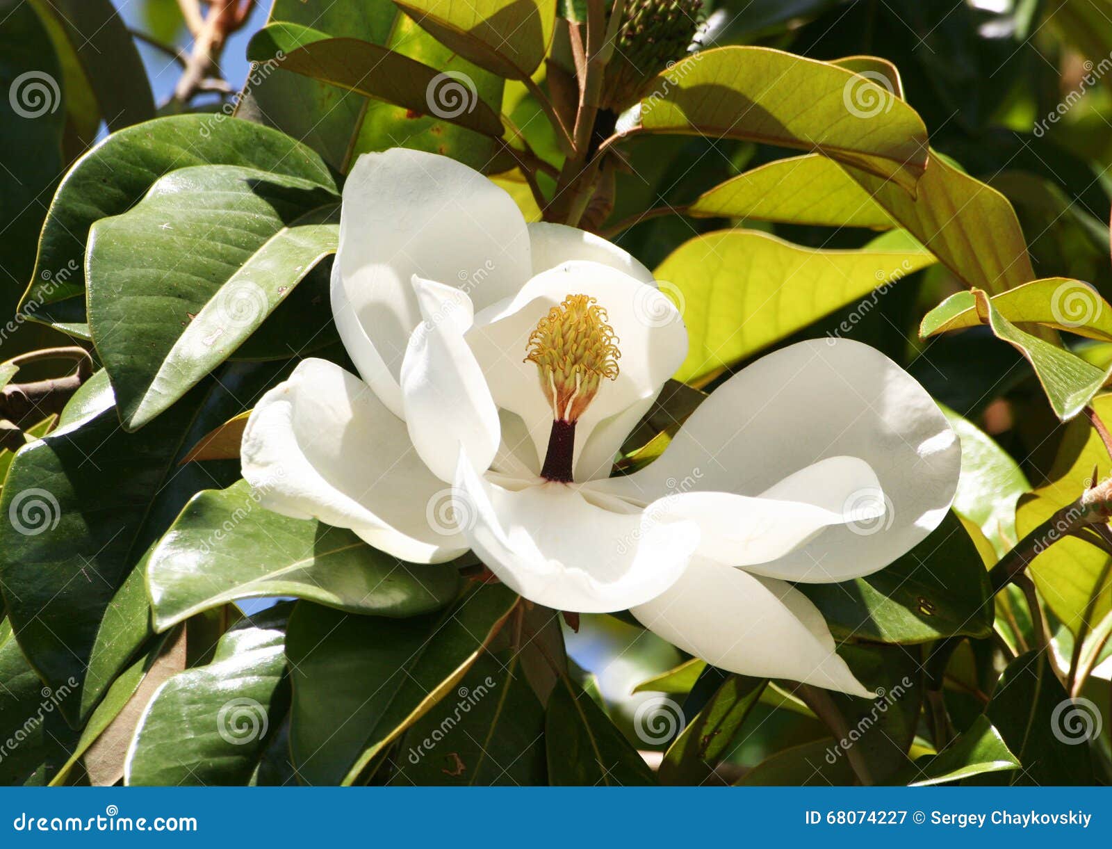 Ficus Sensible De Fleur Blanche Image stock - Image du branchements,  floraison: 68074227