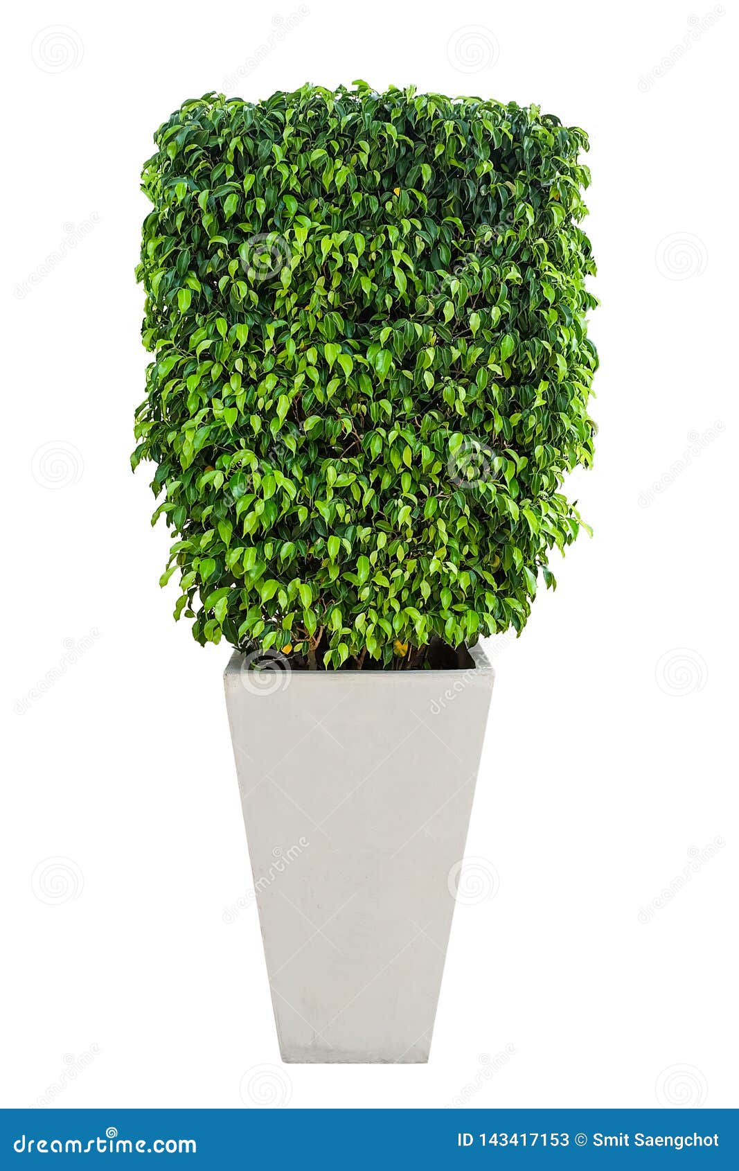 ficus tree in potted 