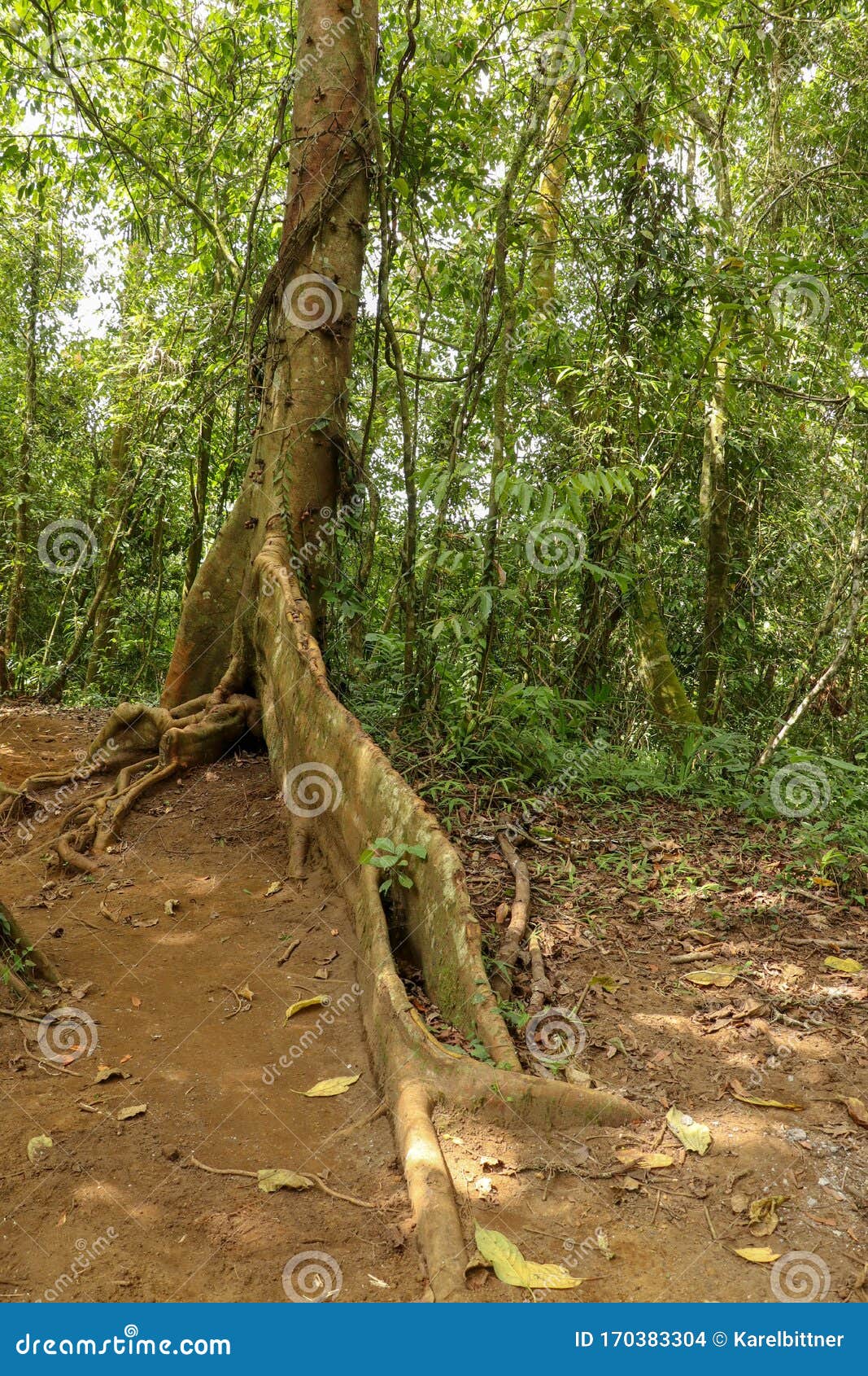 ficus variegata is a well-distributed species of tropical fig tree. massive tree trunk rred stem fig with an abstract  of
