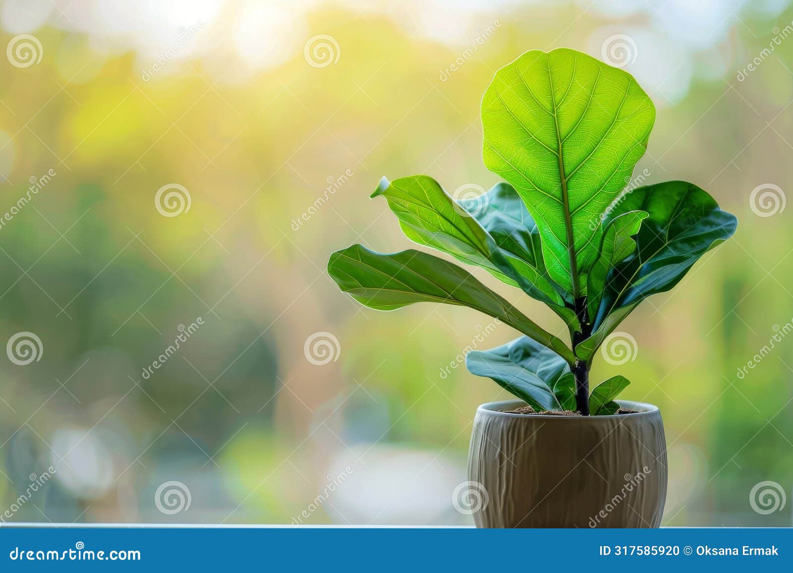 fiddle leaf fig (ficus lyrata) in flowerpot closeup, fiddle leaf fig ficus macro house plant in flowerpot