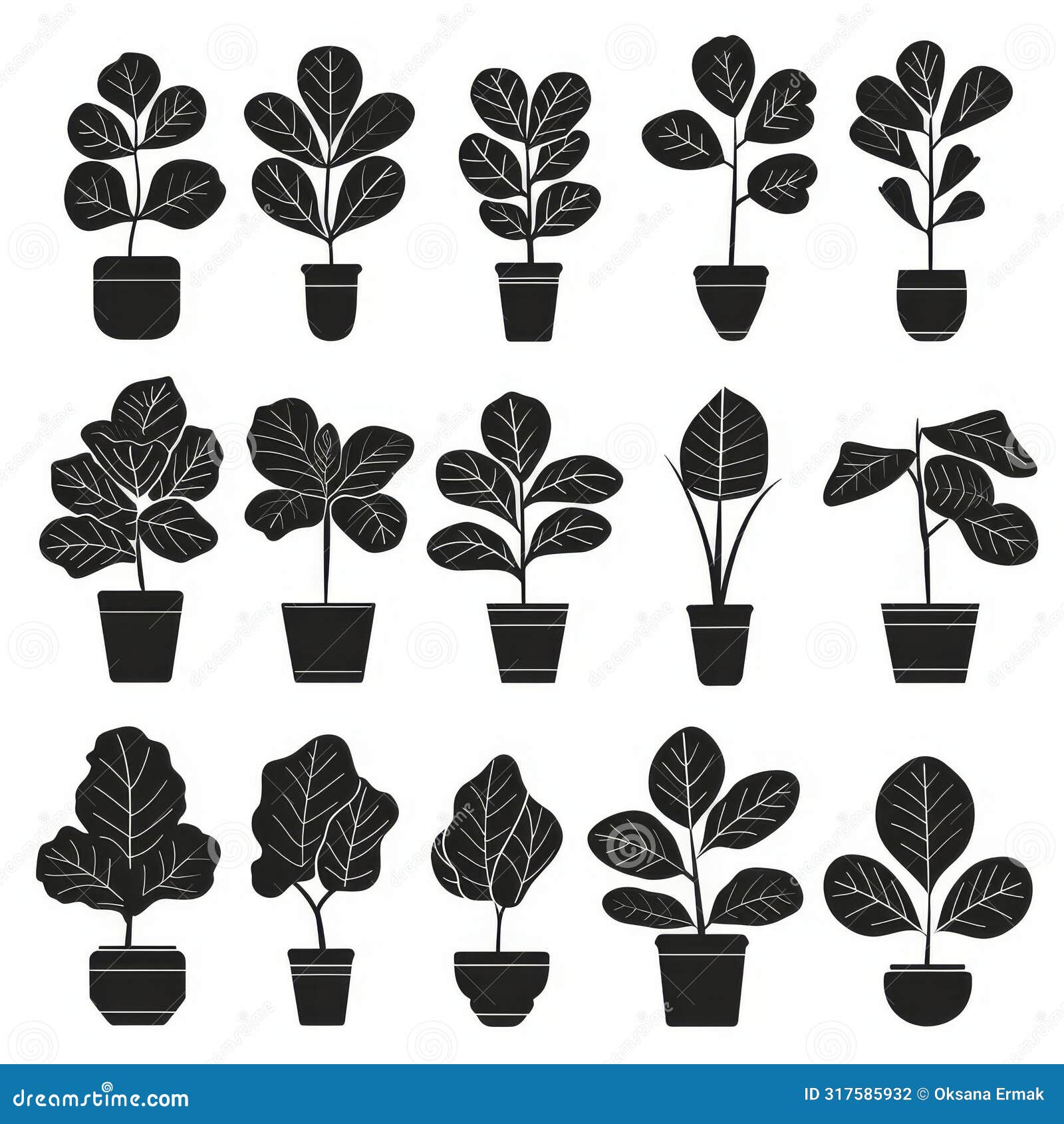fiddle leaf fig (ficus lyrata) pot plant icon set, ficus lyrata plant flat , fiddle leaf fig 