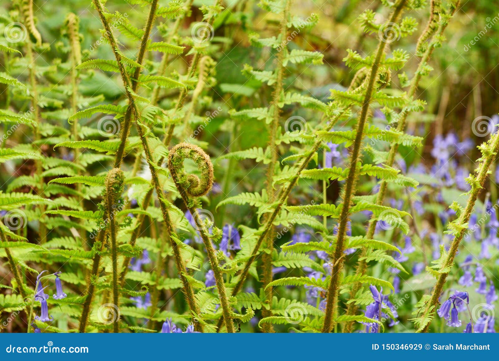 fiddlehead focus fiddlehead focus