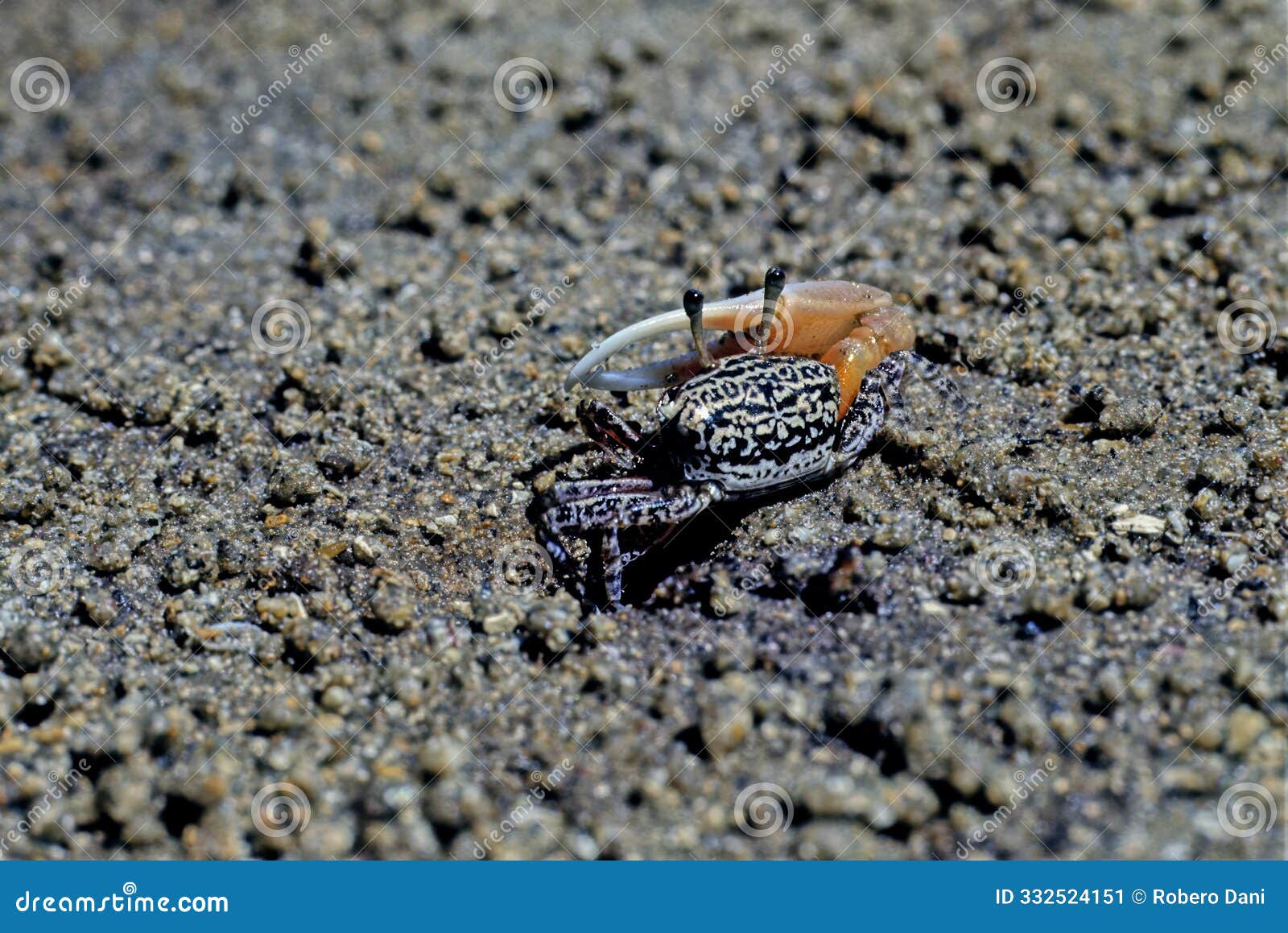 fiddler crab