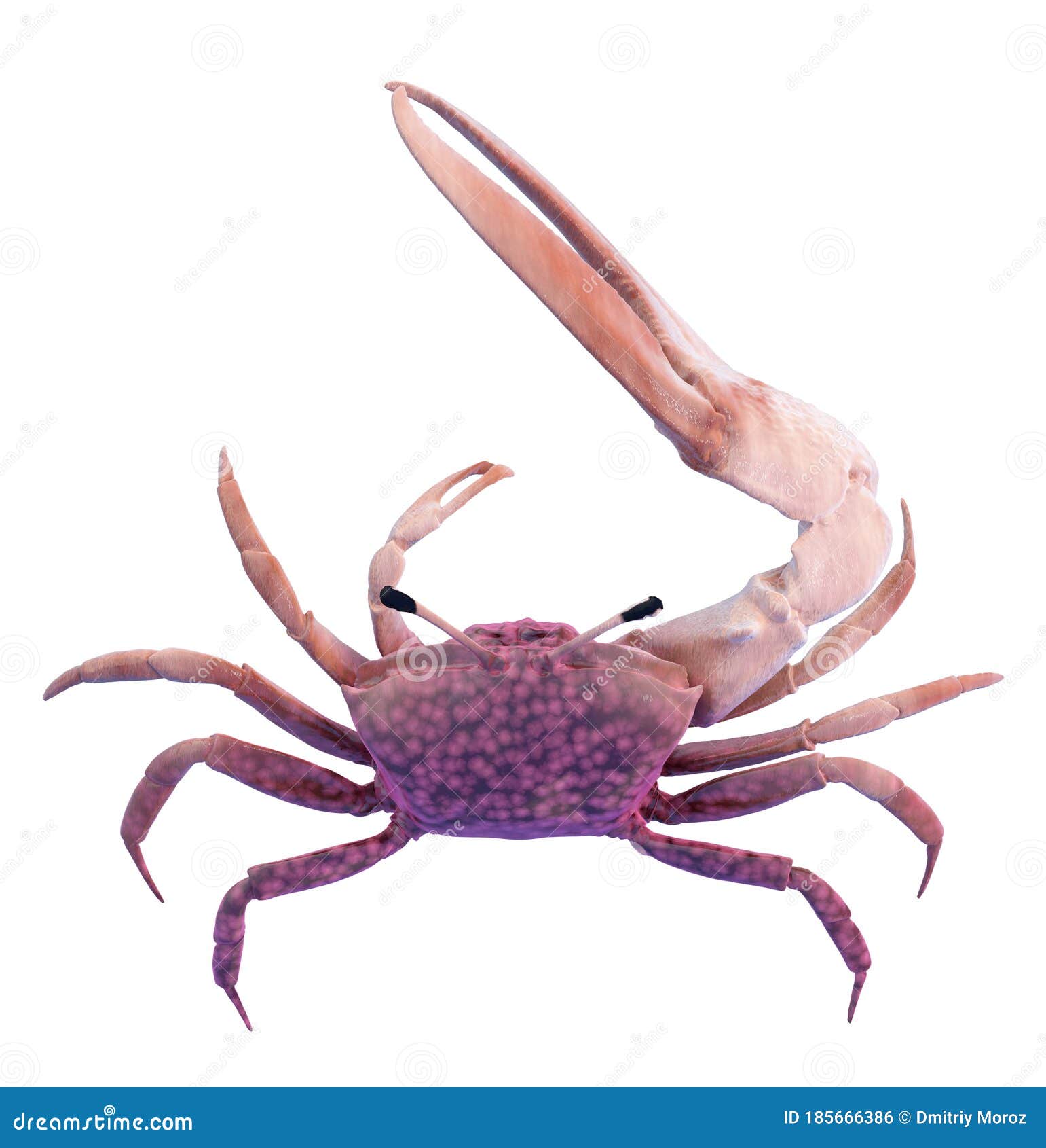 Fiddler Crab Vintage Illustration Cartoon Vector 163240655