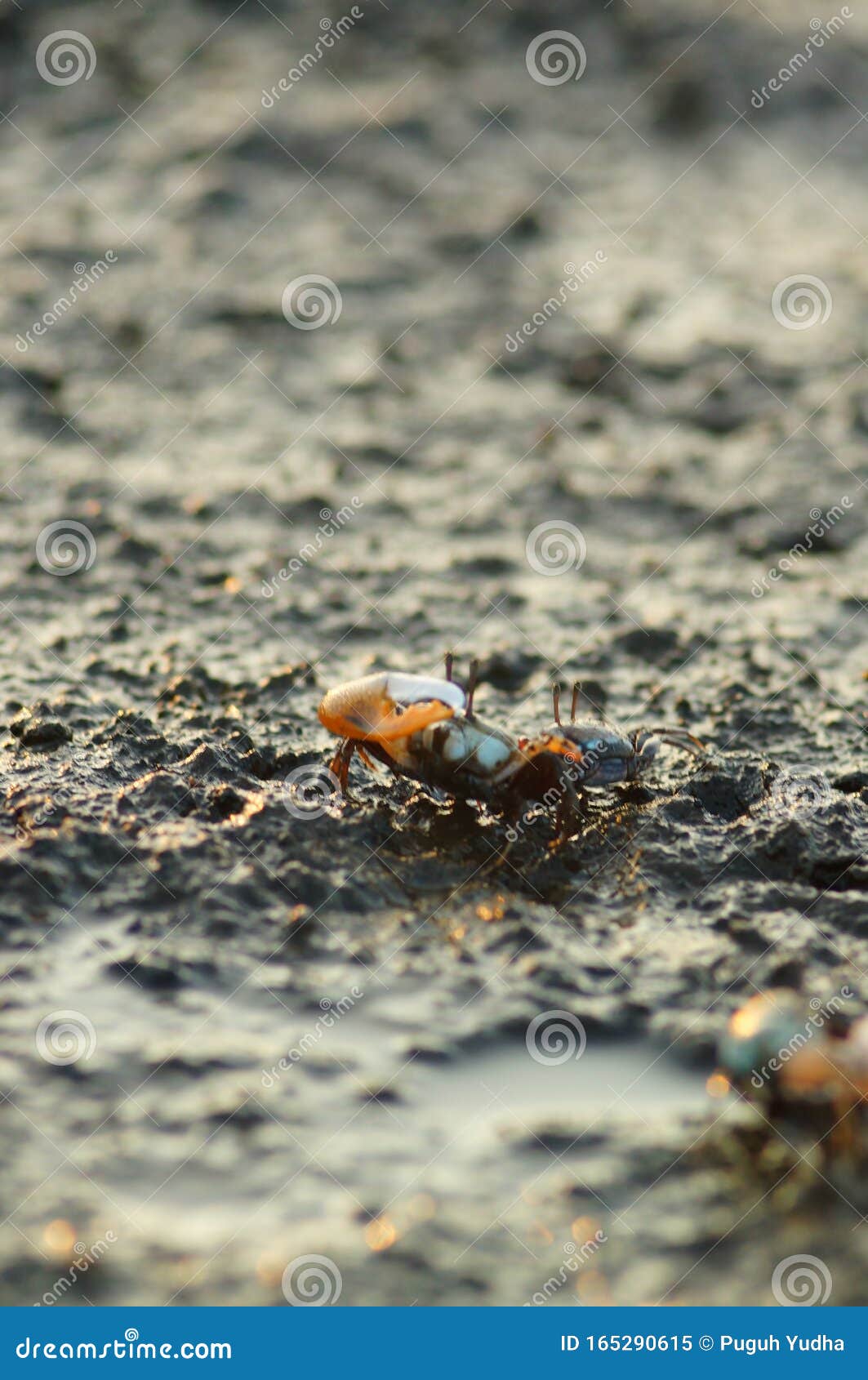 a fiddler crab, sometimes known as a calling crab