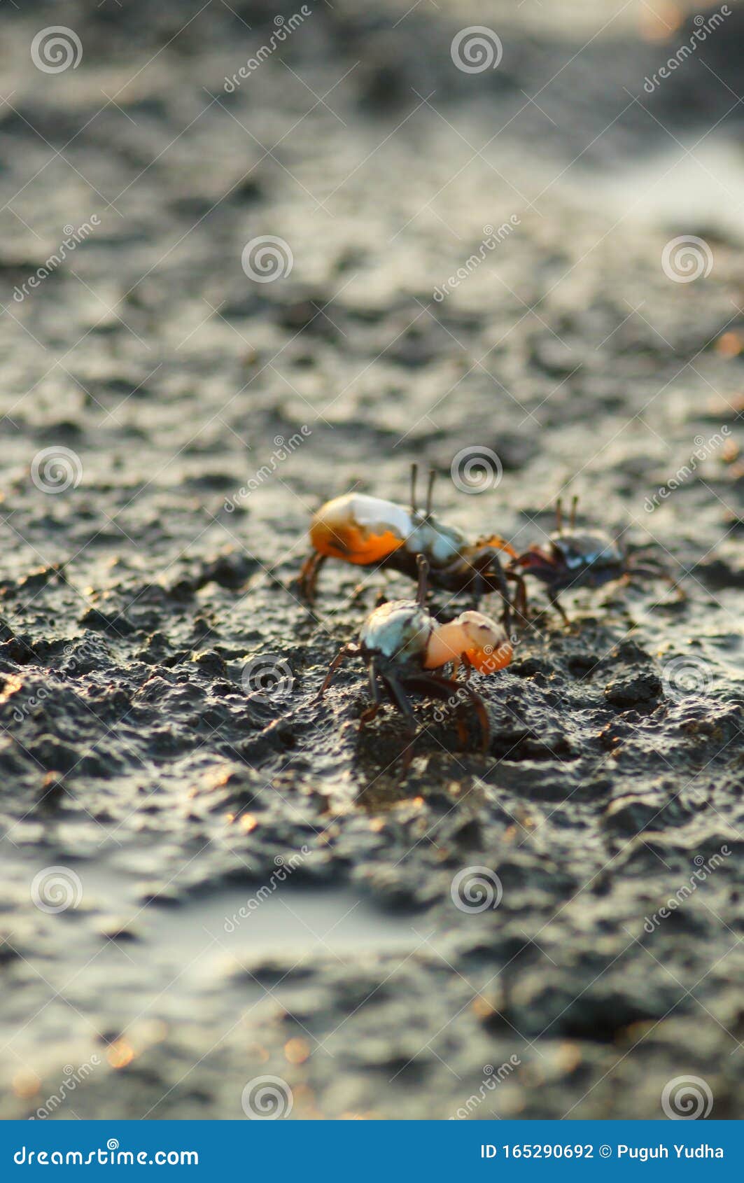 a fiddler crab, sometimes known as a calling crab