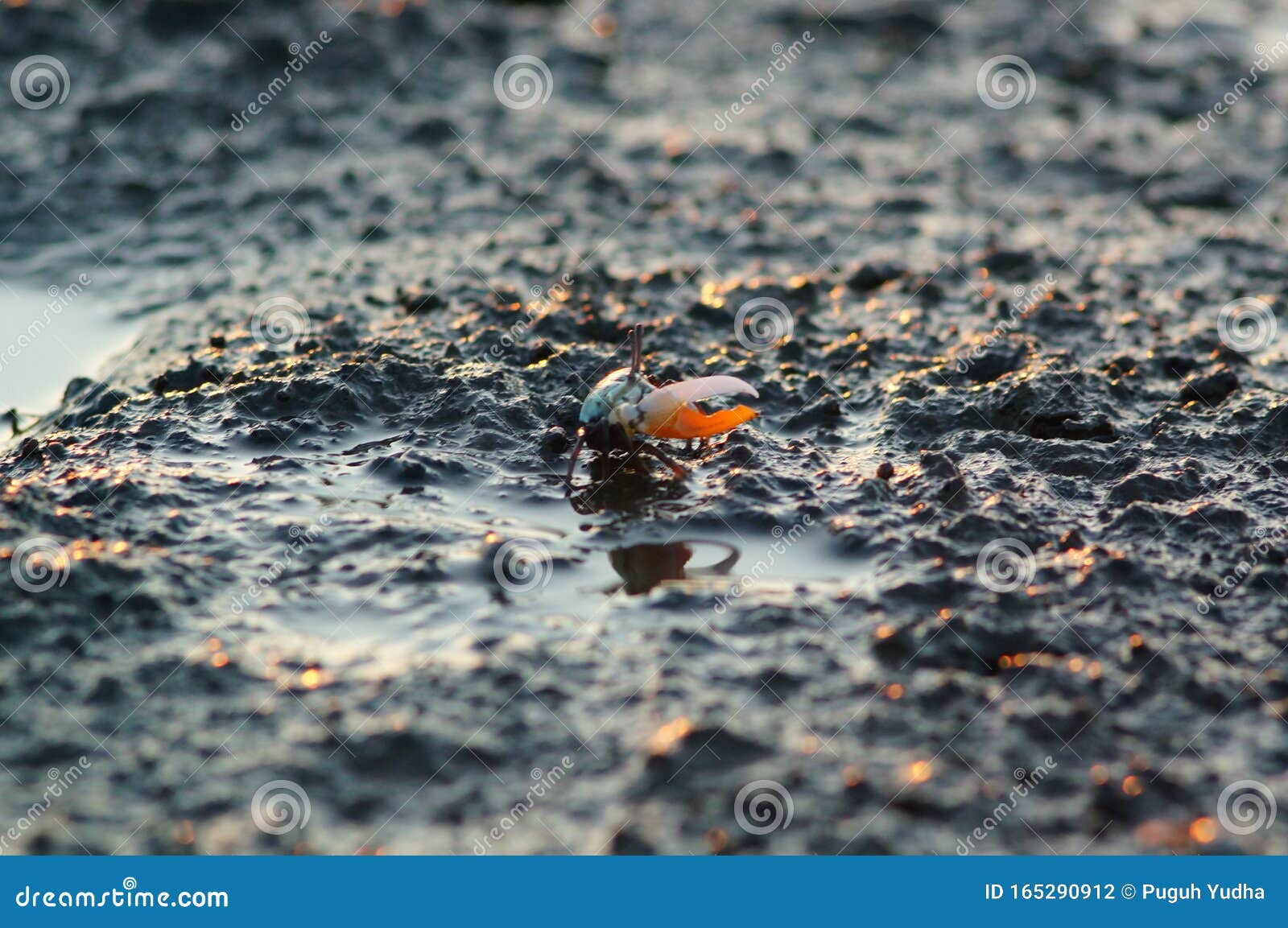 a fiddler crab, sometimes known as a calling crab