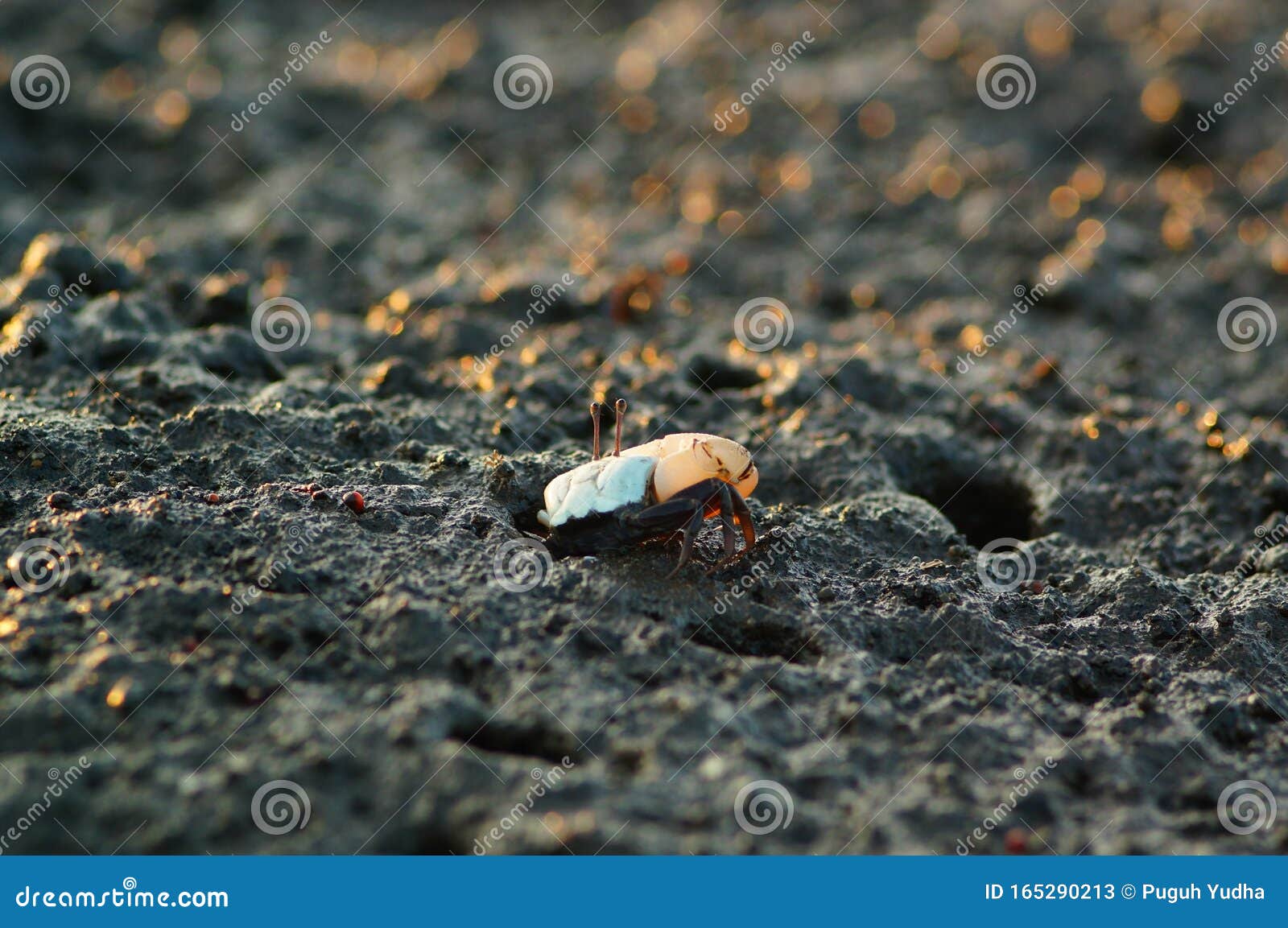 a fiddler crab, sometimes known as a calling crab