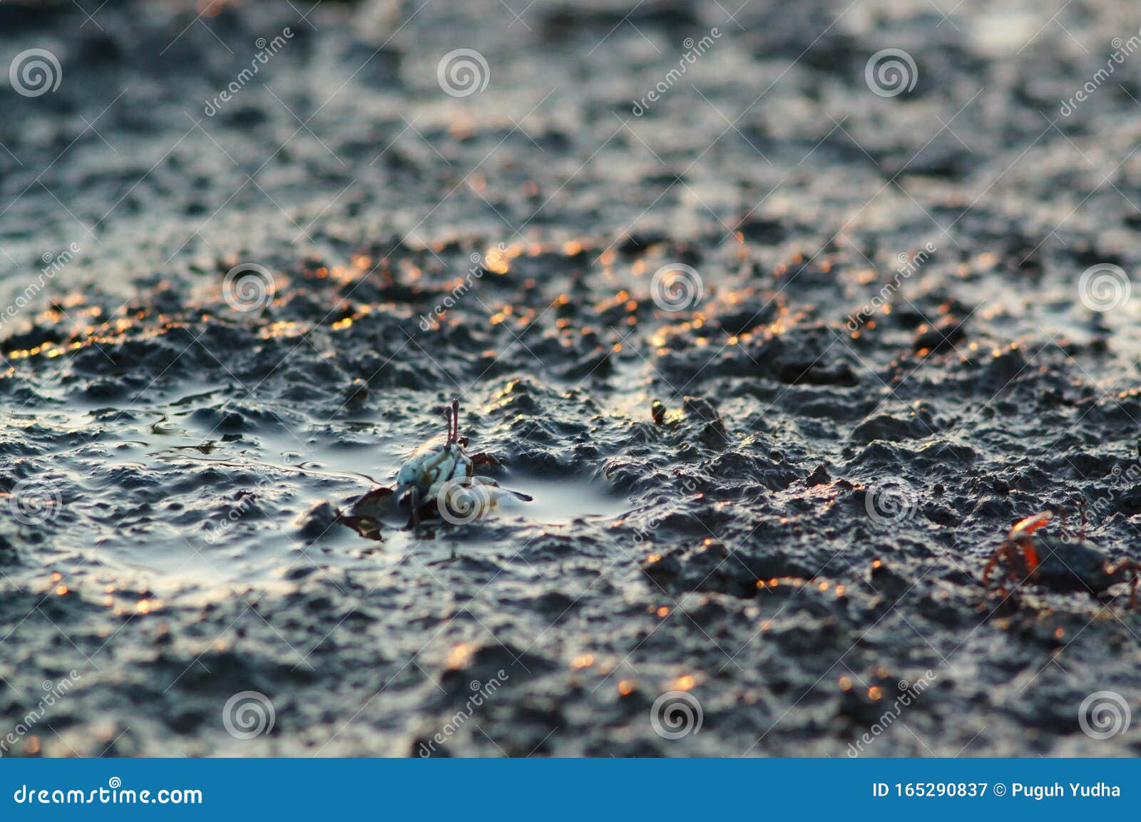 a fiddler crab, sometimes known as a calling crab