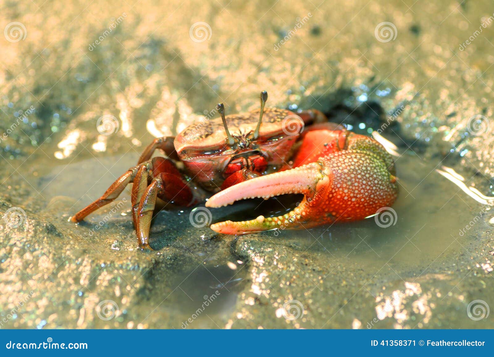 1,246 Crab Fiddler Stock Photos - Free & Royalty-Free Stock Photos from  Dreamstime