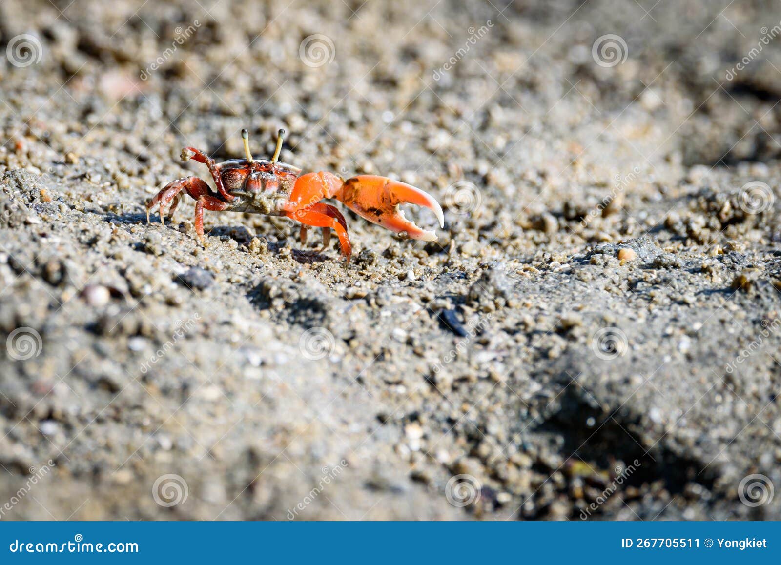 Fiddler Crabs, Small Male Sea Crab is Eating Food Stock Image