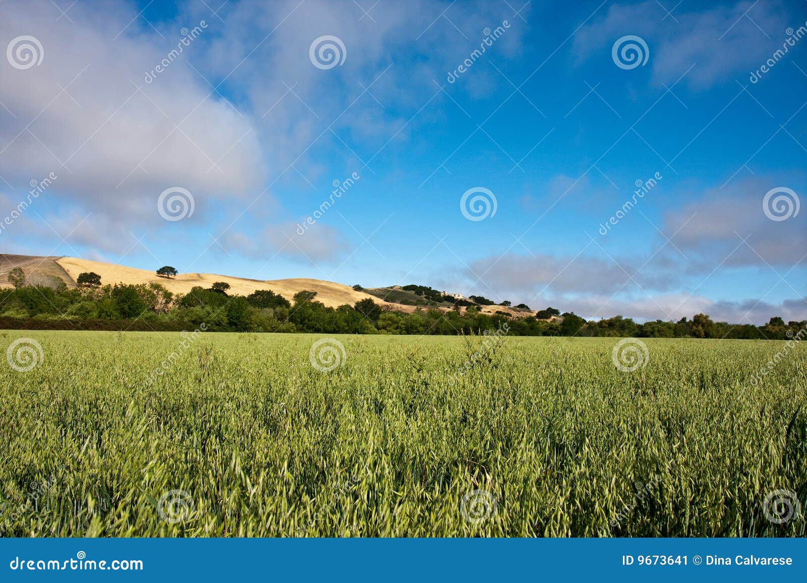 Field of alfalfa stock image. Image of grain, southern 9673641