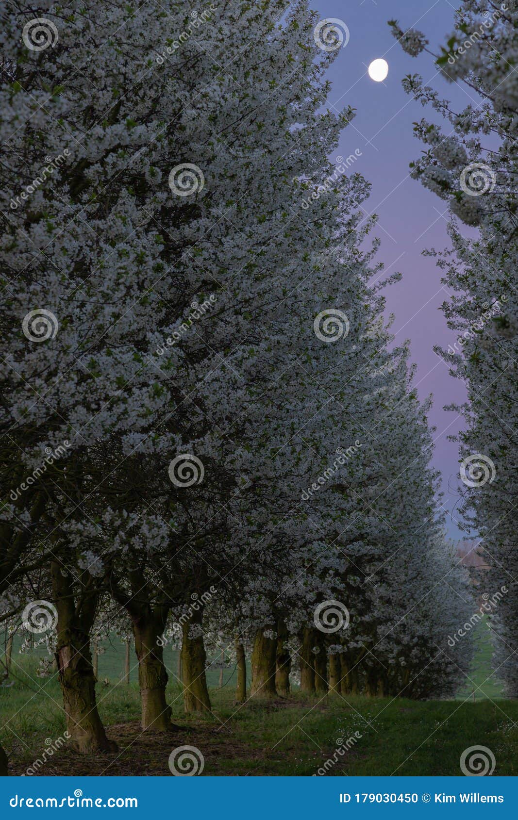 Field of Apple Fruit Trees during Sunrise with the Moon in the Back in ...