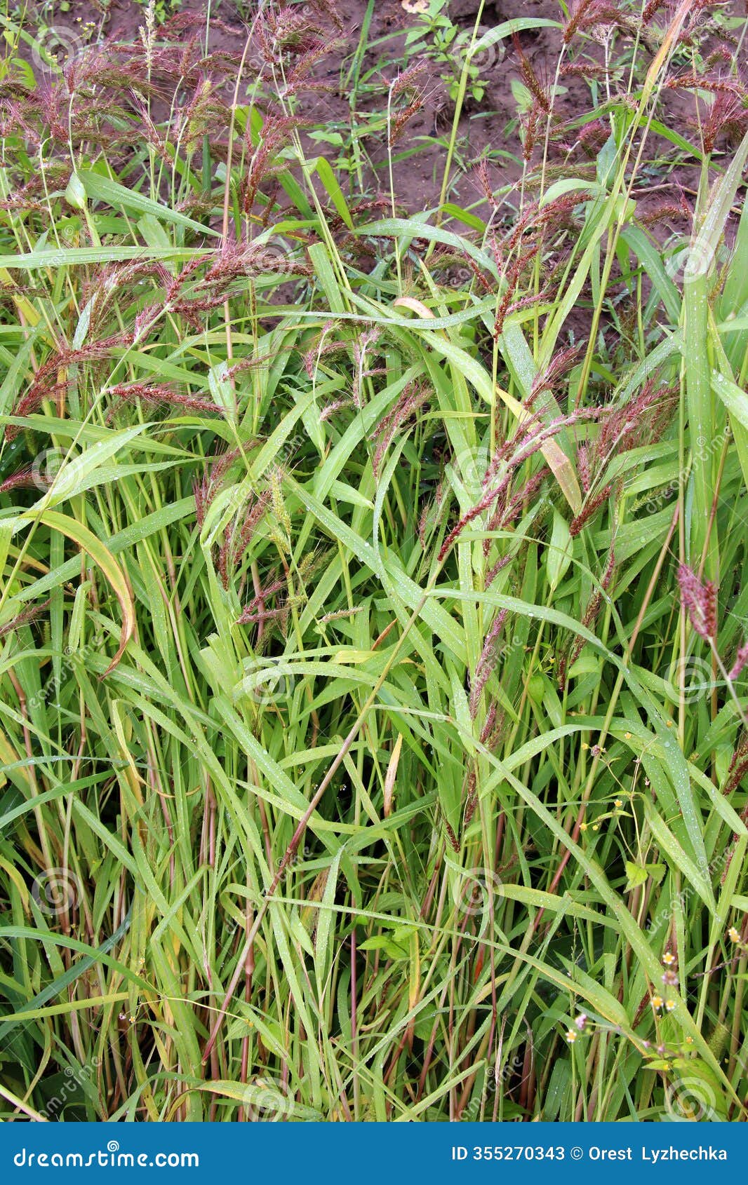 in the field, as weeds grow echinochloa crus-galli