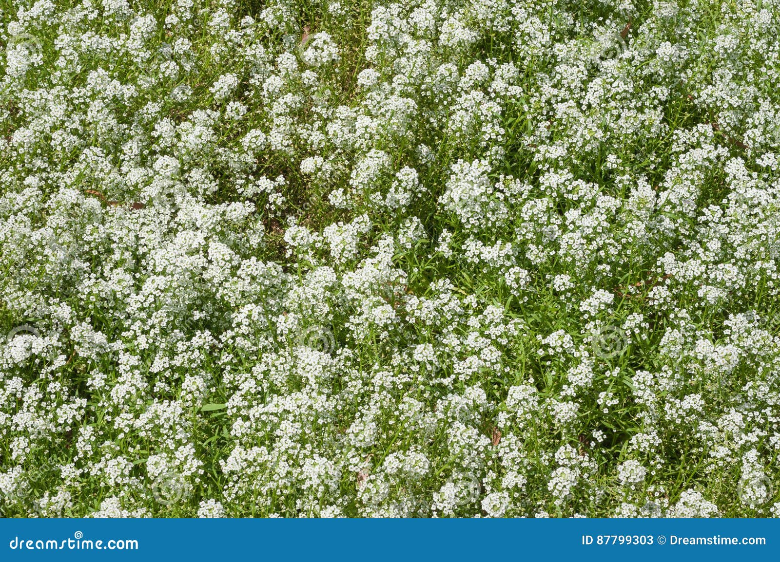 446 Dried Baby Breath Stock Photos - Free & Royalty-Free Stock Photos from  Dreamstime