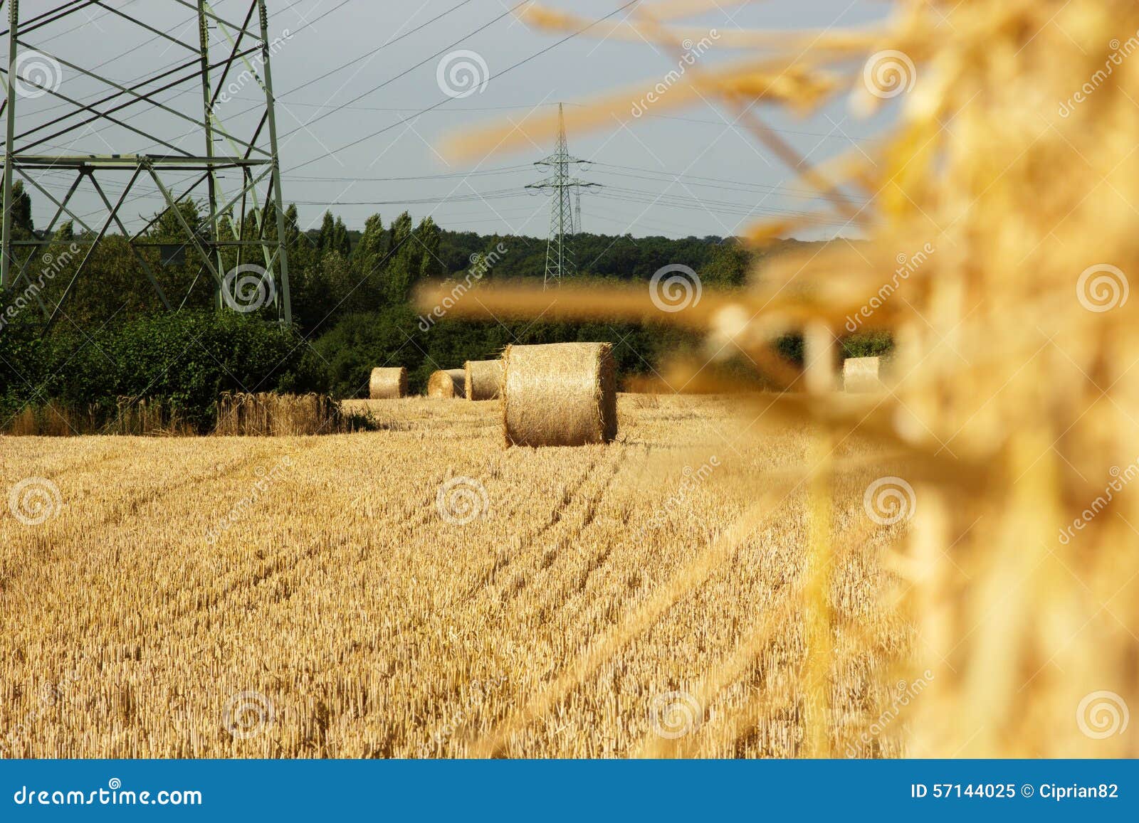 Field of bales of wheat stock image. Image of crop, farm 57144025