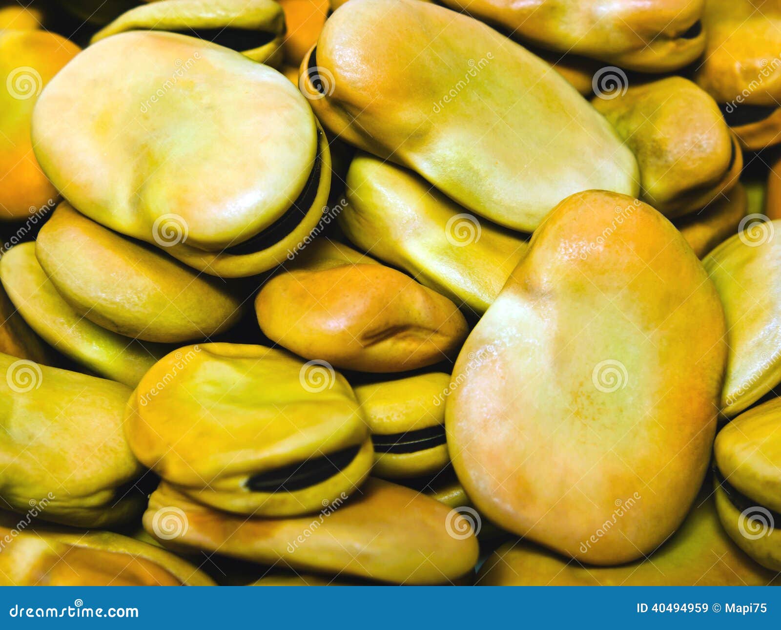 Field bean stock image. Image of nature, agriculture 40494959