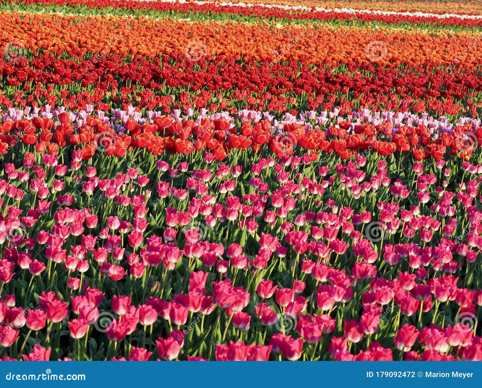 Agriculture - Colorful Blooming Tulip Field in Grevenbroich Stock Photo ...