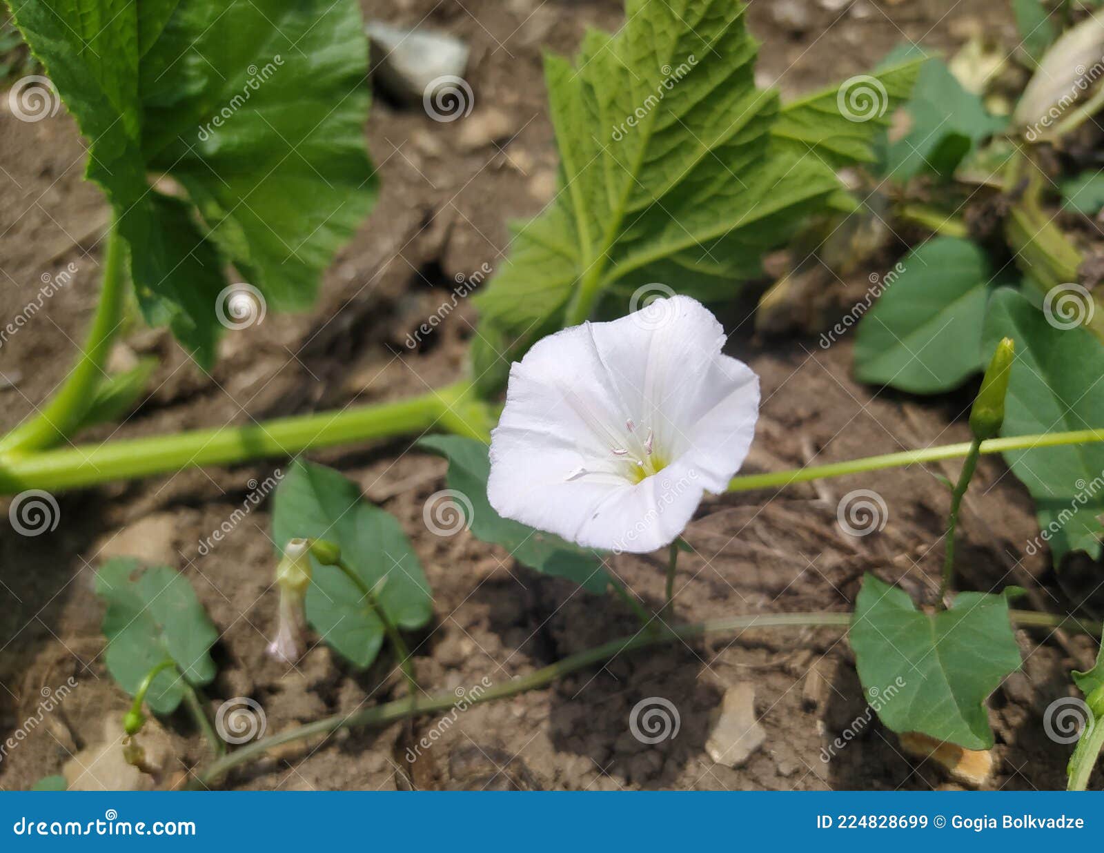 Field Bindweed. Flower. Nature Stock Image Image of plant, leaf 224828699