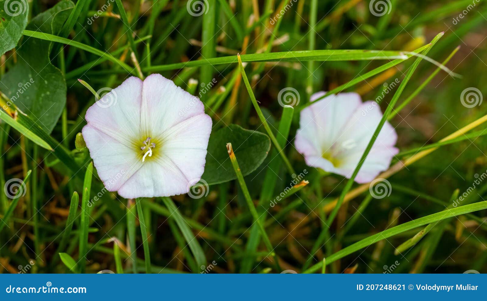 Field Bindweed Flowers in the Garden Close Up, Weeds in the Garden
