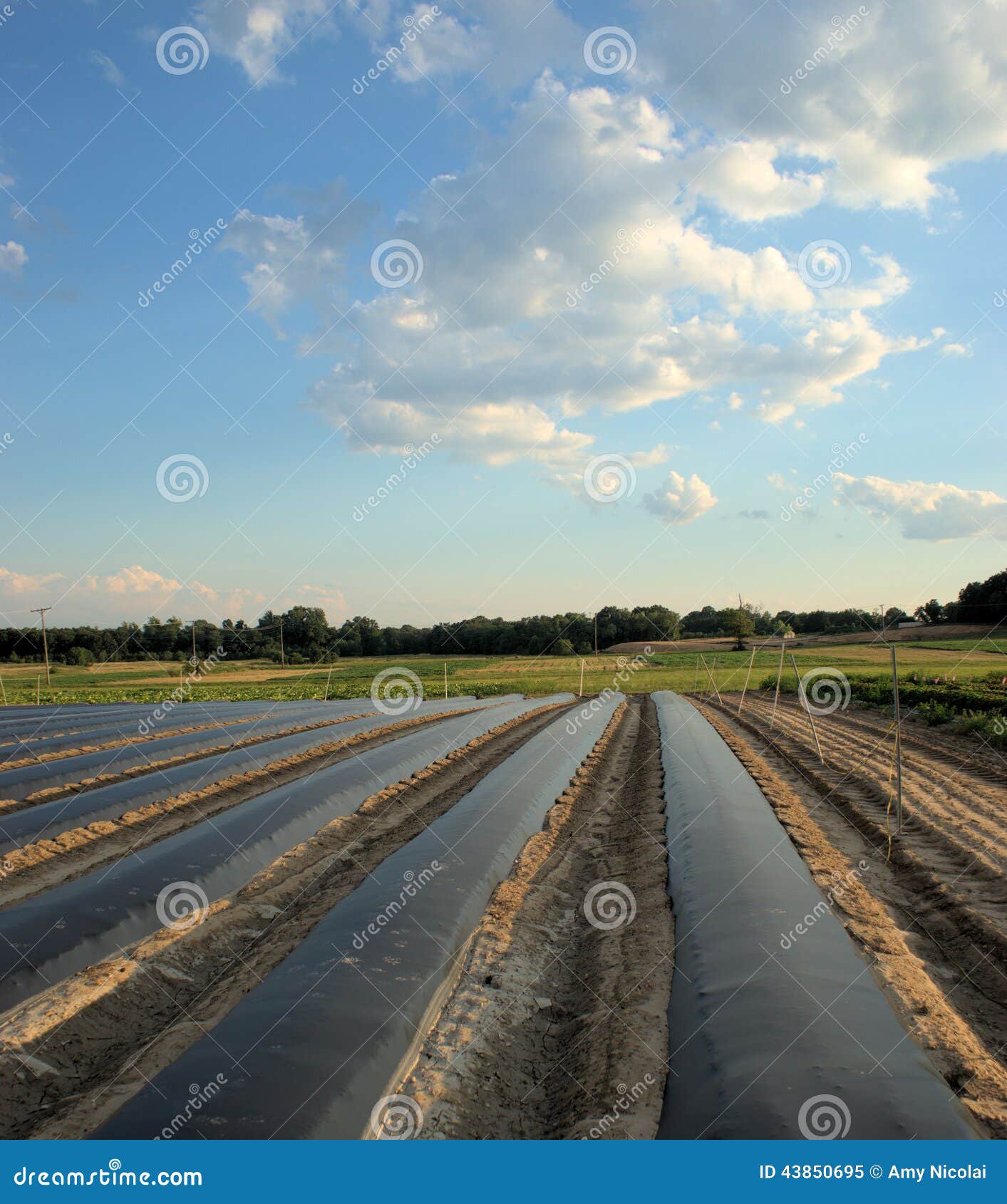 Field With Black Plastic Row Covers Stock Image Image 43850695