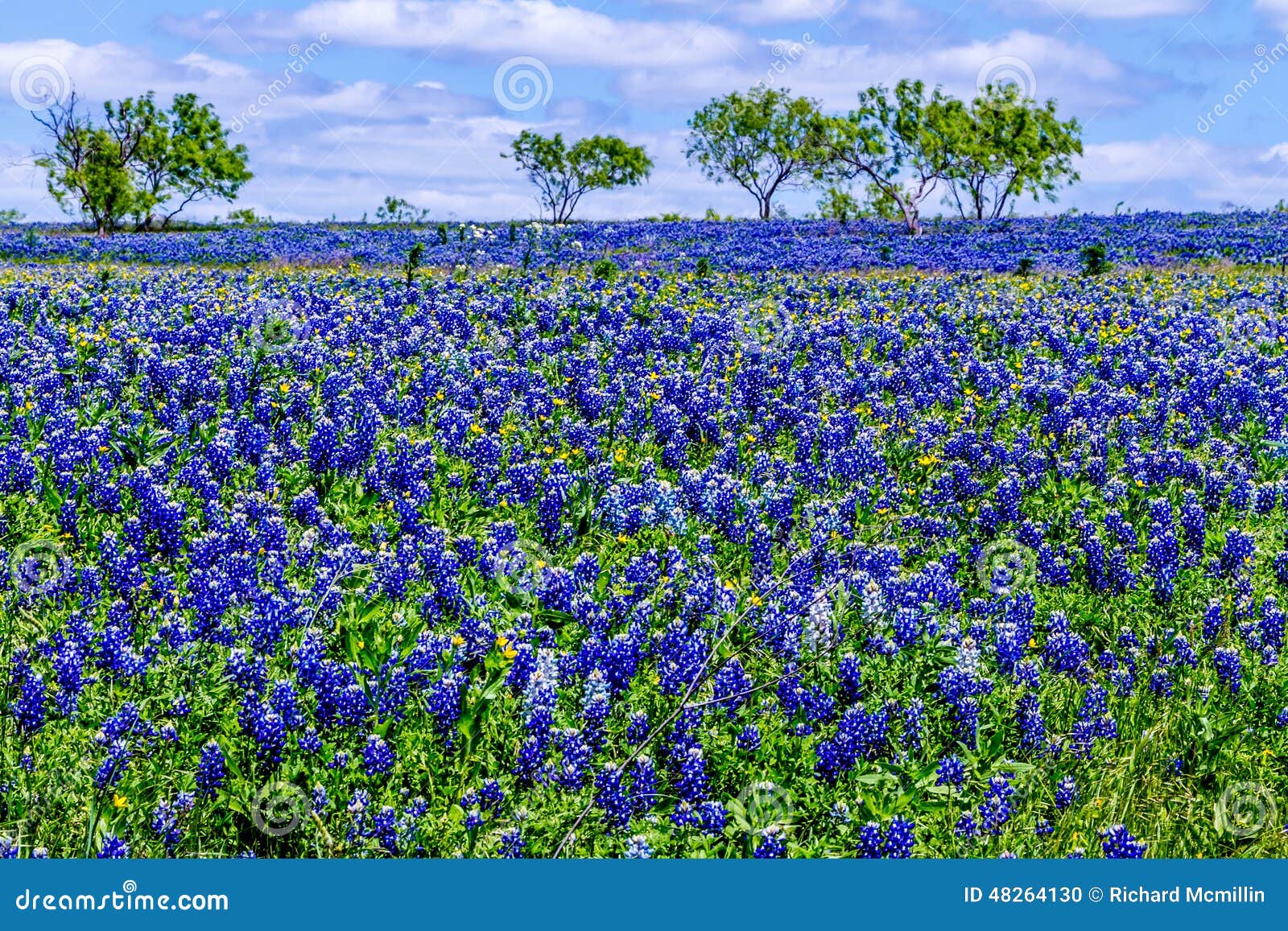 a field blanketed with the famous texas bluebonnet