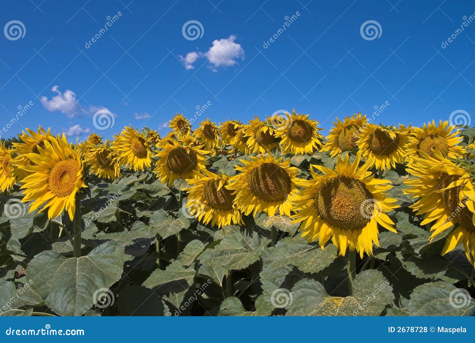 Field of Bloomed Sunflowers Stock Photo Image of bloomed, italy 2678728