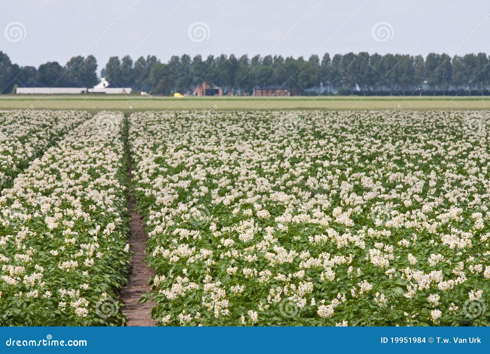 Field of Blooming Potato Plants Stock Photo Image of healthy, land
