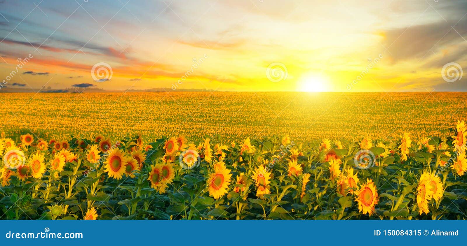 field of blooming sunflowers and sunrise. wide photo