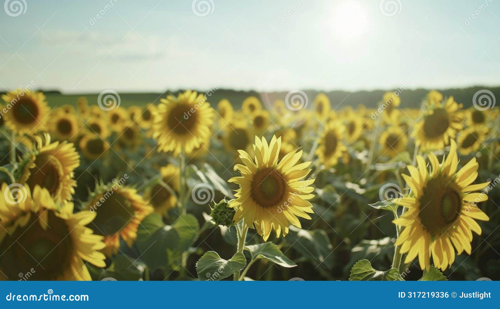 a field of blooming sunflowers with their bright yellow petals and sweet scent uplifting our moods and filling us with