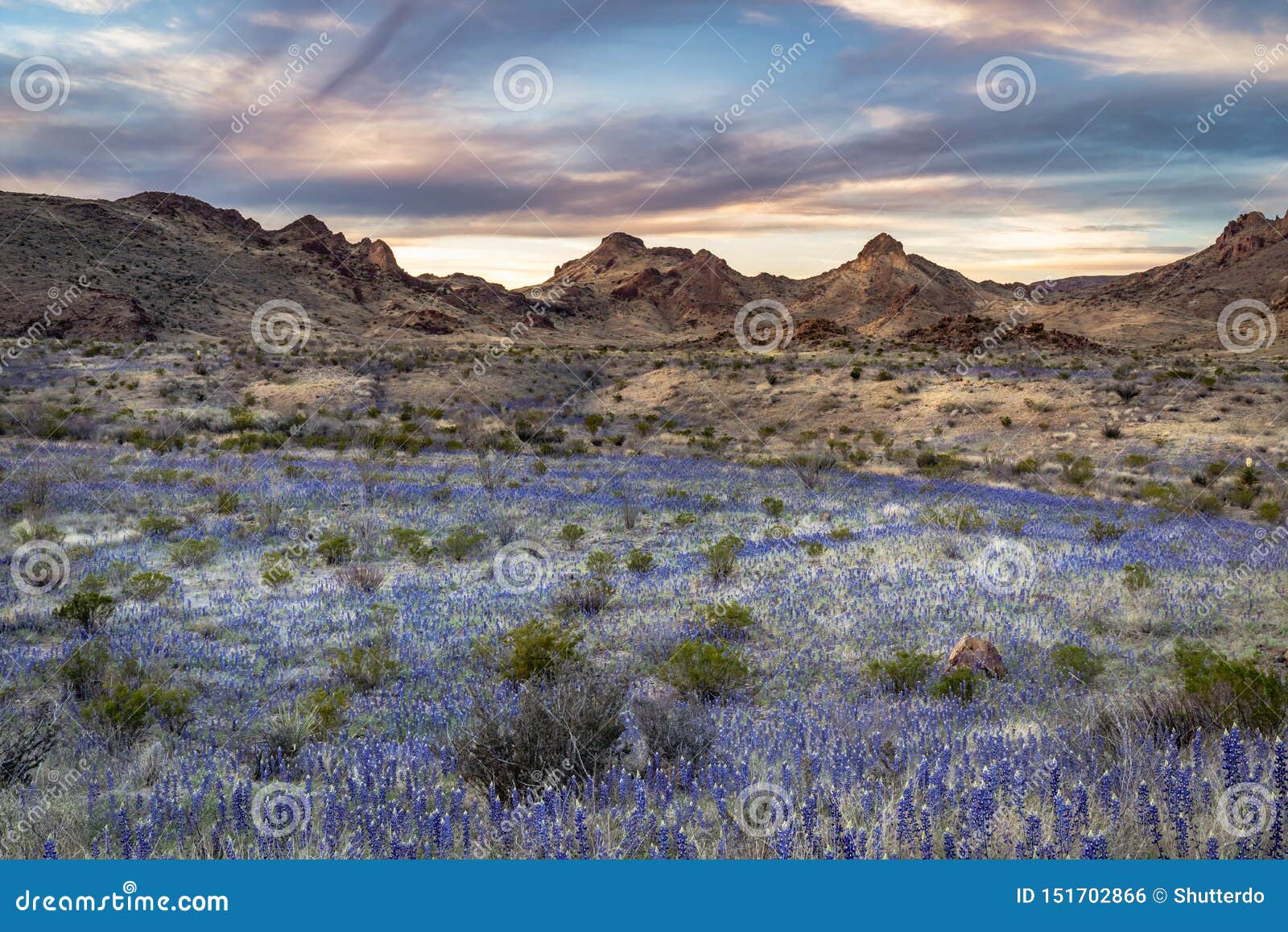 Wildflower Big Bend National Park Photos Free & RoyaltyFree Stock