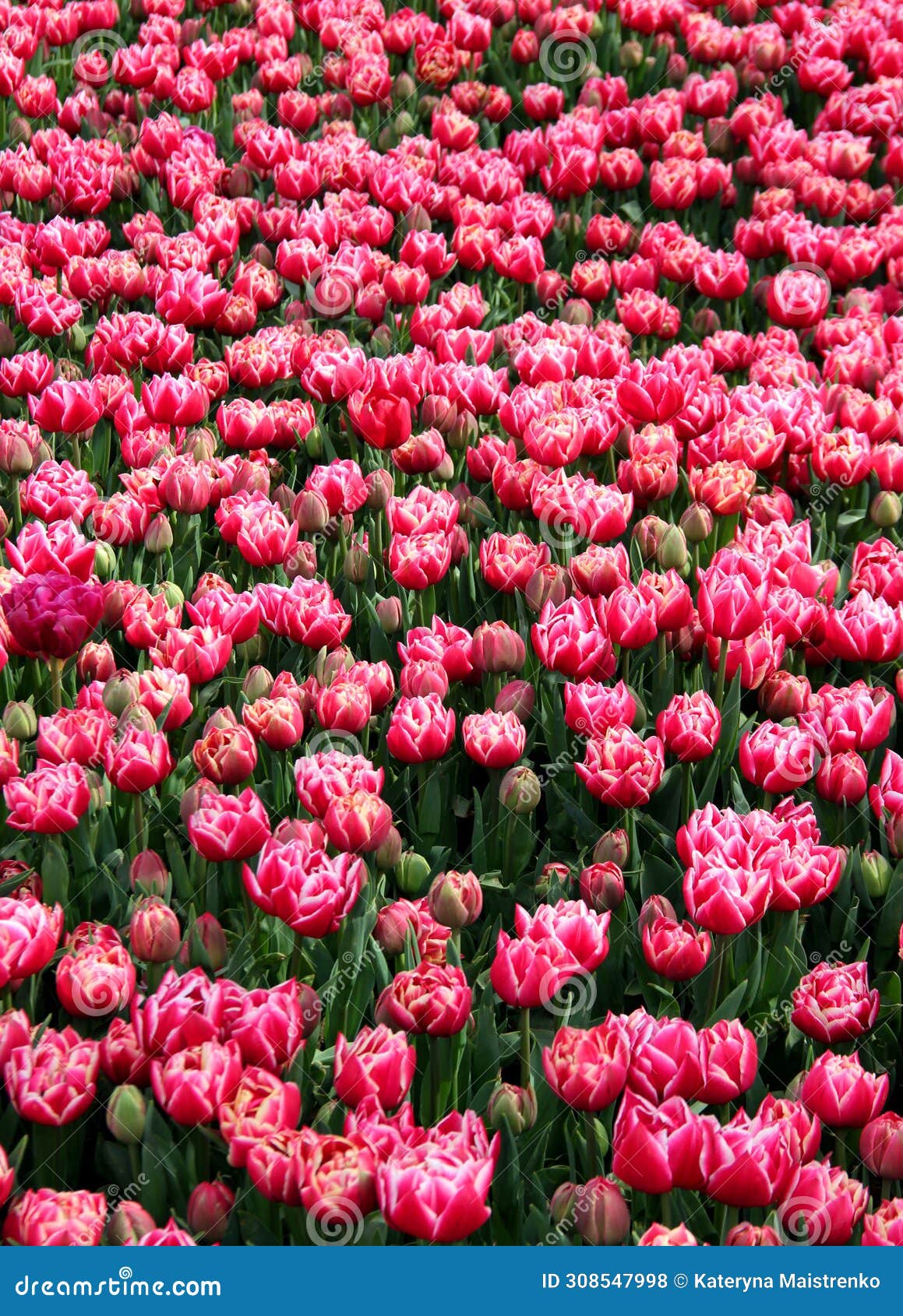 field of bright pink with white tulips in full bloom in goztepe park in istanbul, turkey